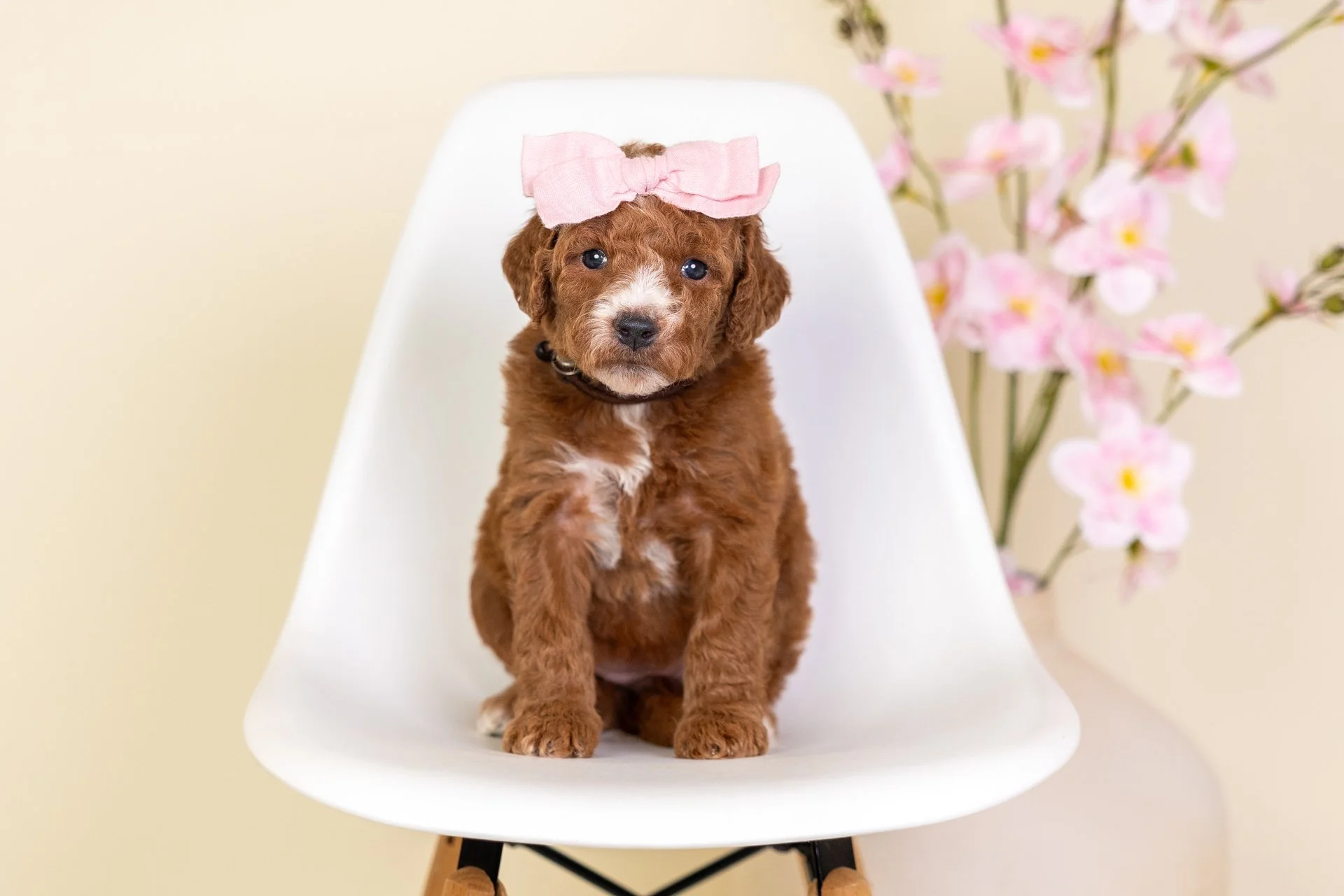 Cute brown puppy with a white patch on its chest, wearing a floral bandana and a light blue bow on its head, sitting on a white wooden stool against a beige background.