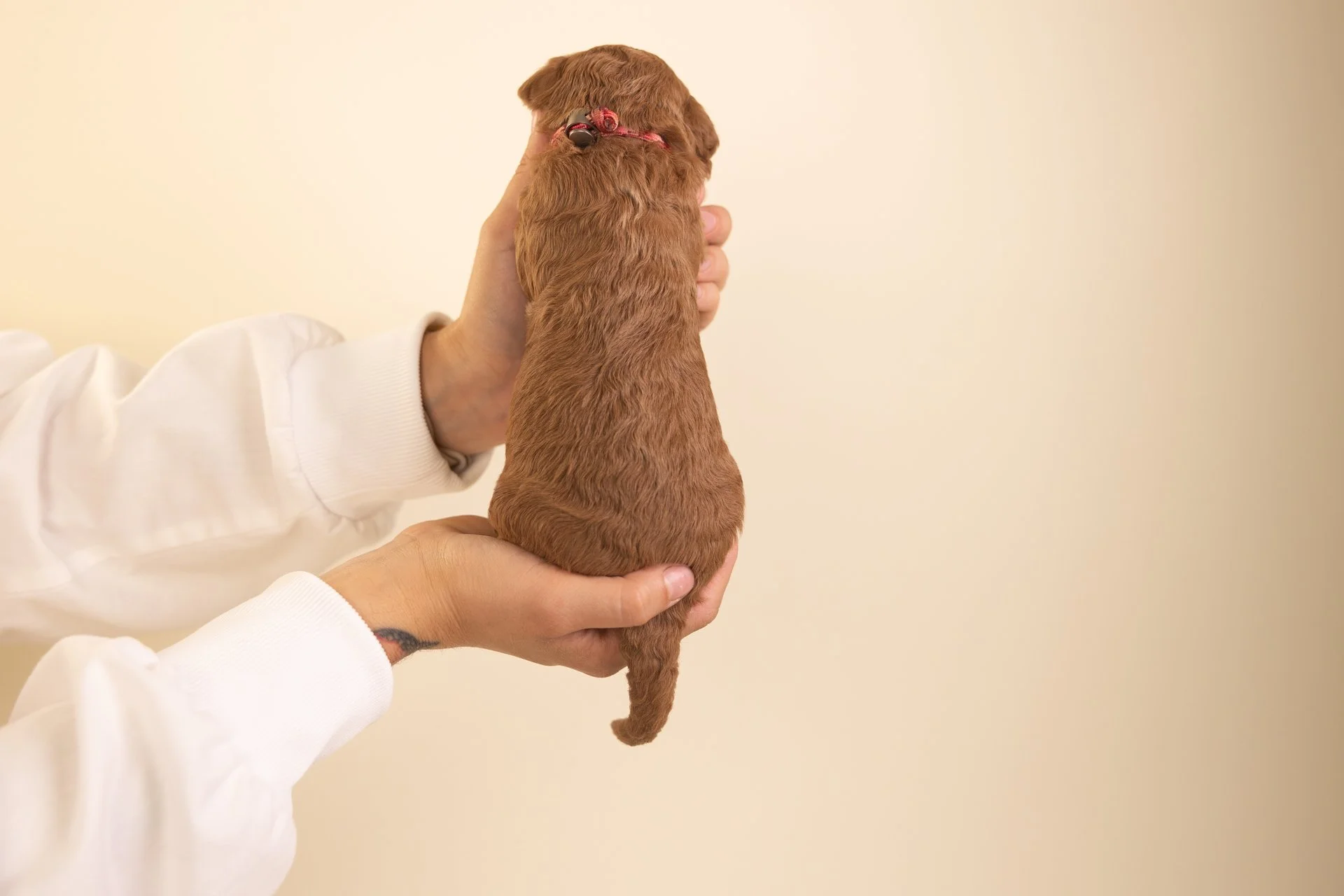 KitsRosePosterior.jpg