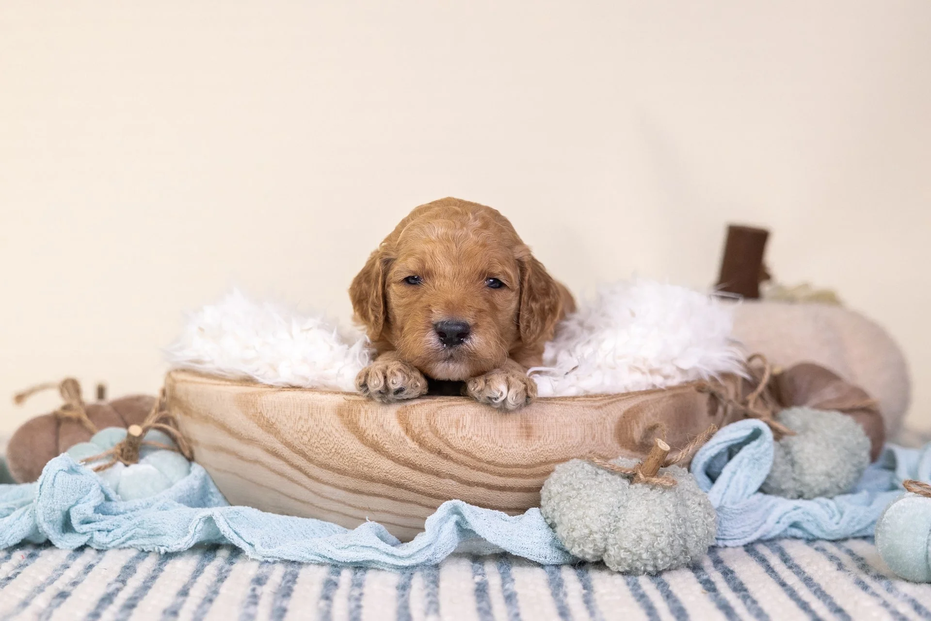 Kit's Boy Emerald (Goldendoodle)