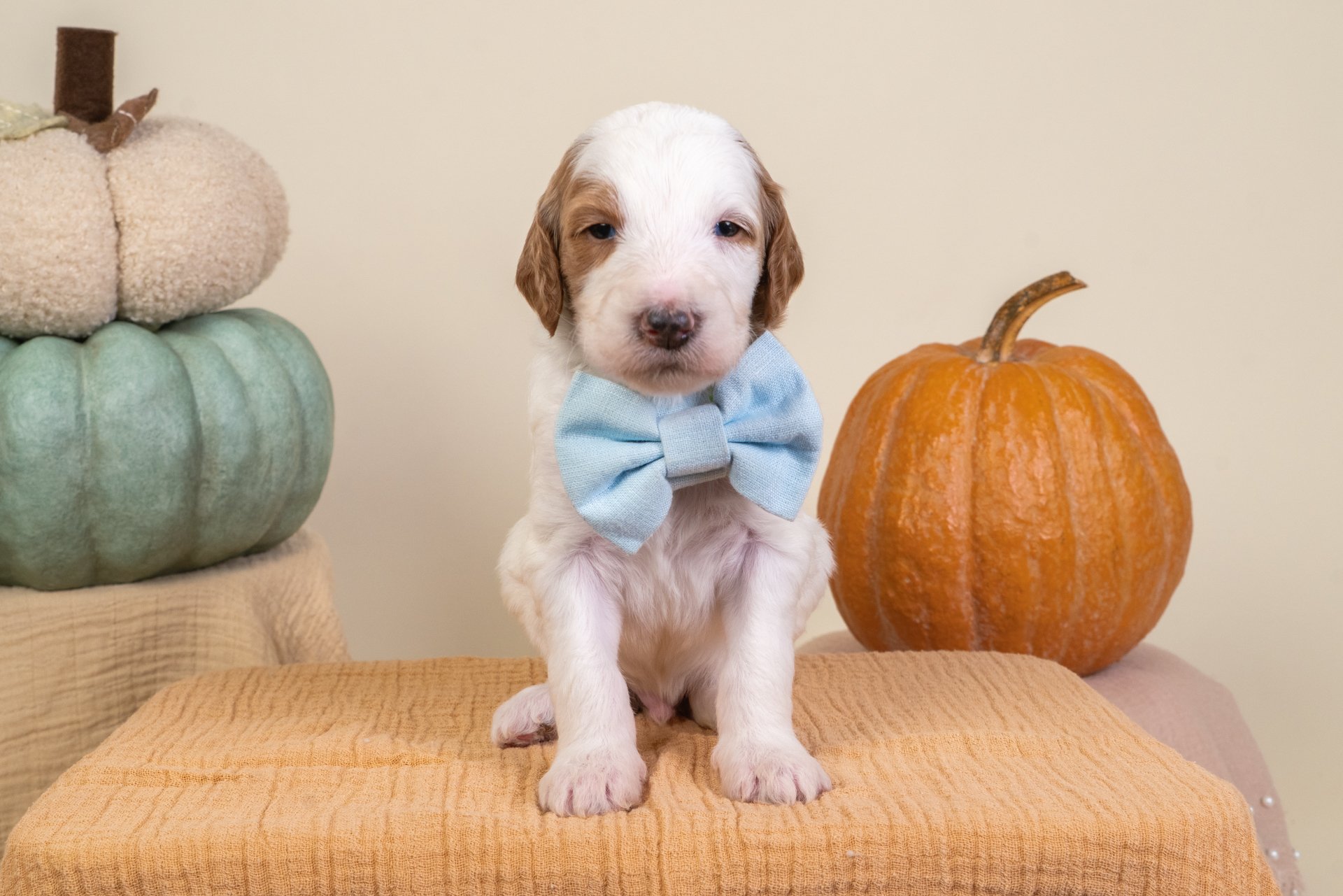 Gemma's Boy Lucky (Goldendoodle)