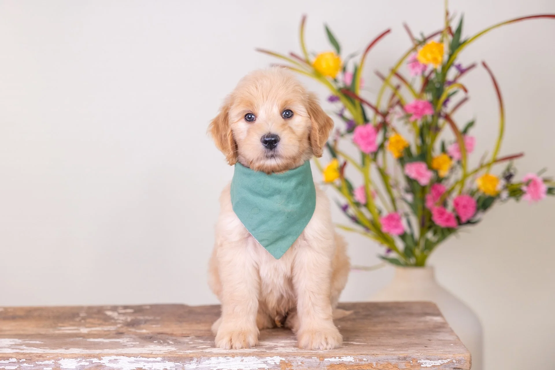 Lyla's Boy Lucky (Goldendoodle)