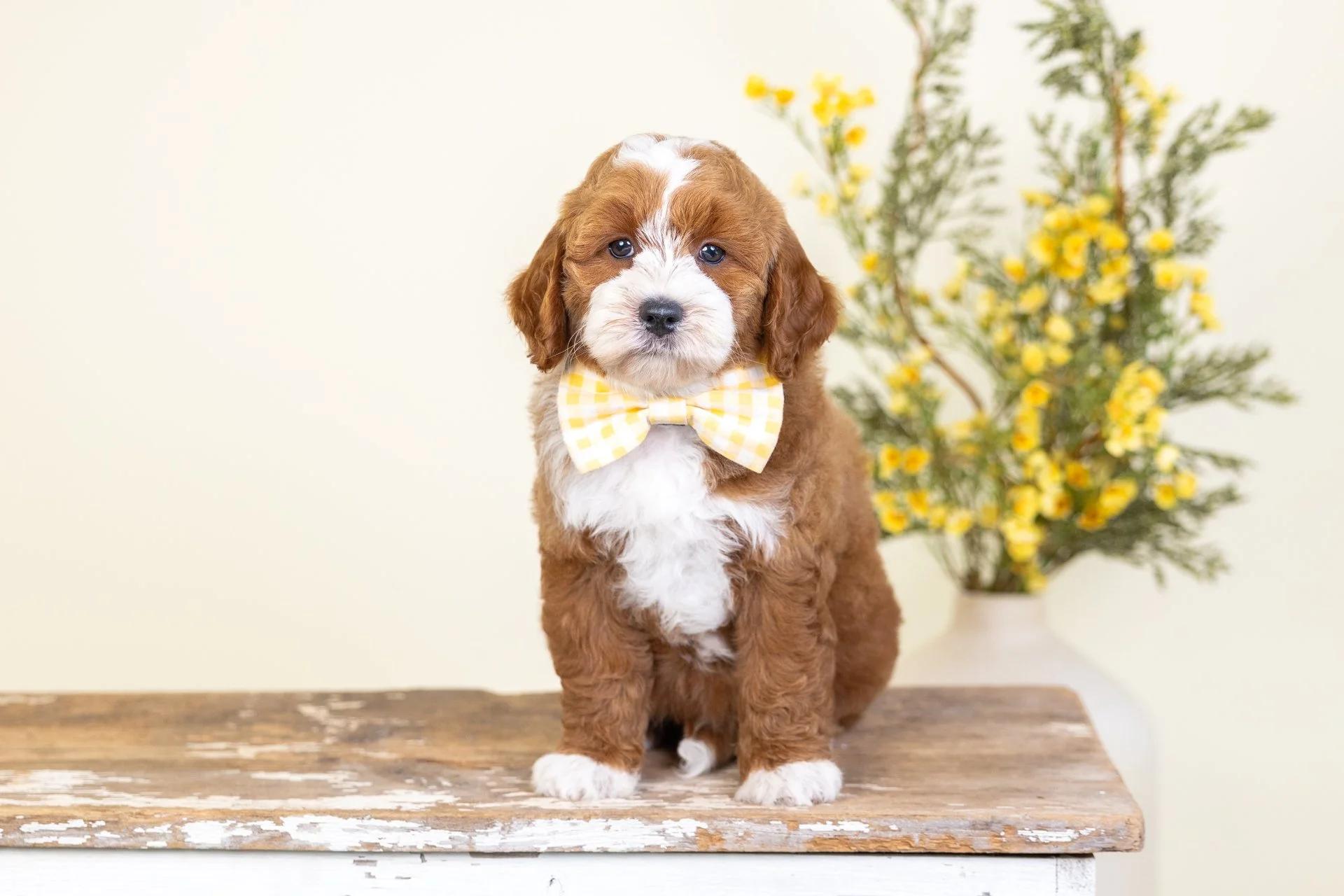 A cute puppy with fluffy white and black fur, wearing a light green bow tie, sitting on a wooden surface with a colorful flower arrangement in a cream vase behind it.