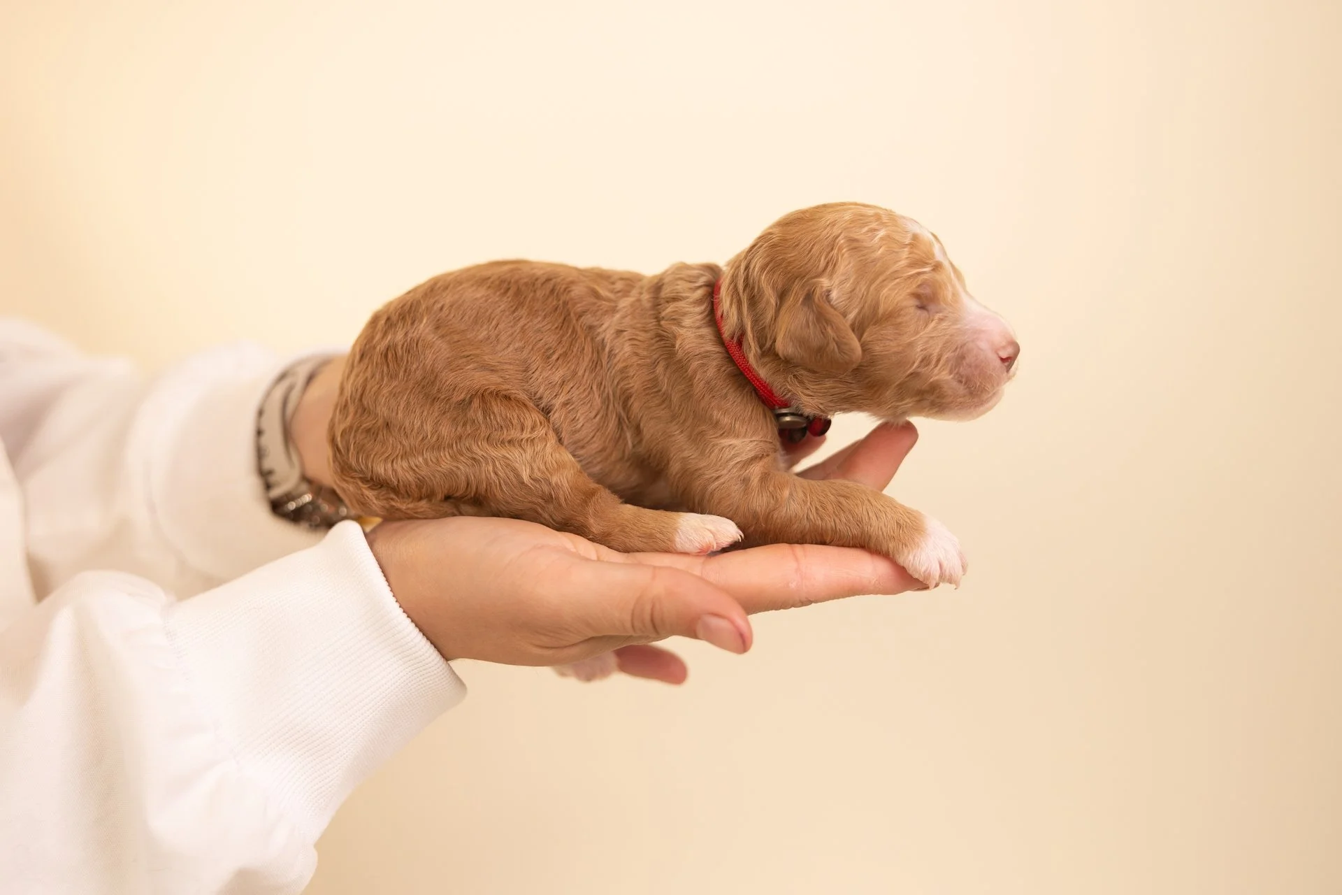 KitsRubyLateral1.jpg