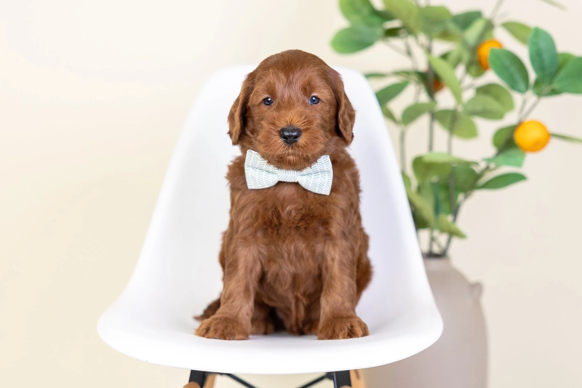 June's Boy Garnet (Labradoodle)