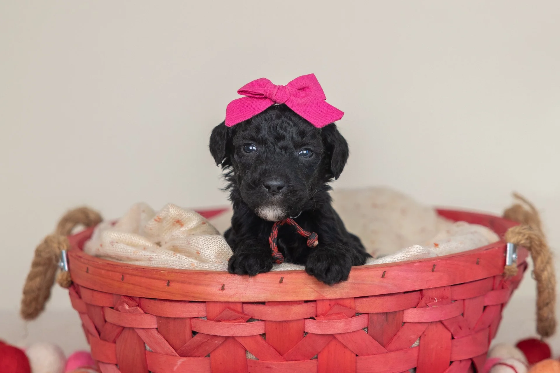 Lyla's Girl Auburn (Goldendoodle)