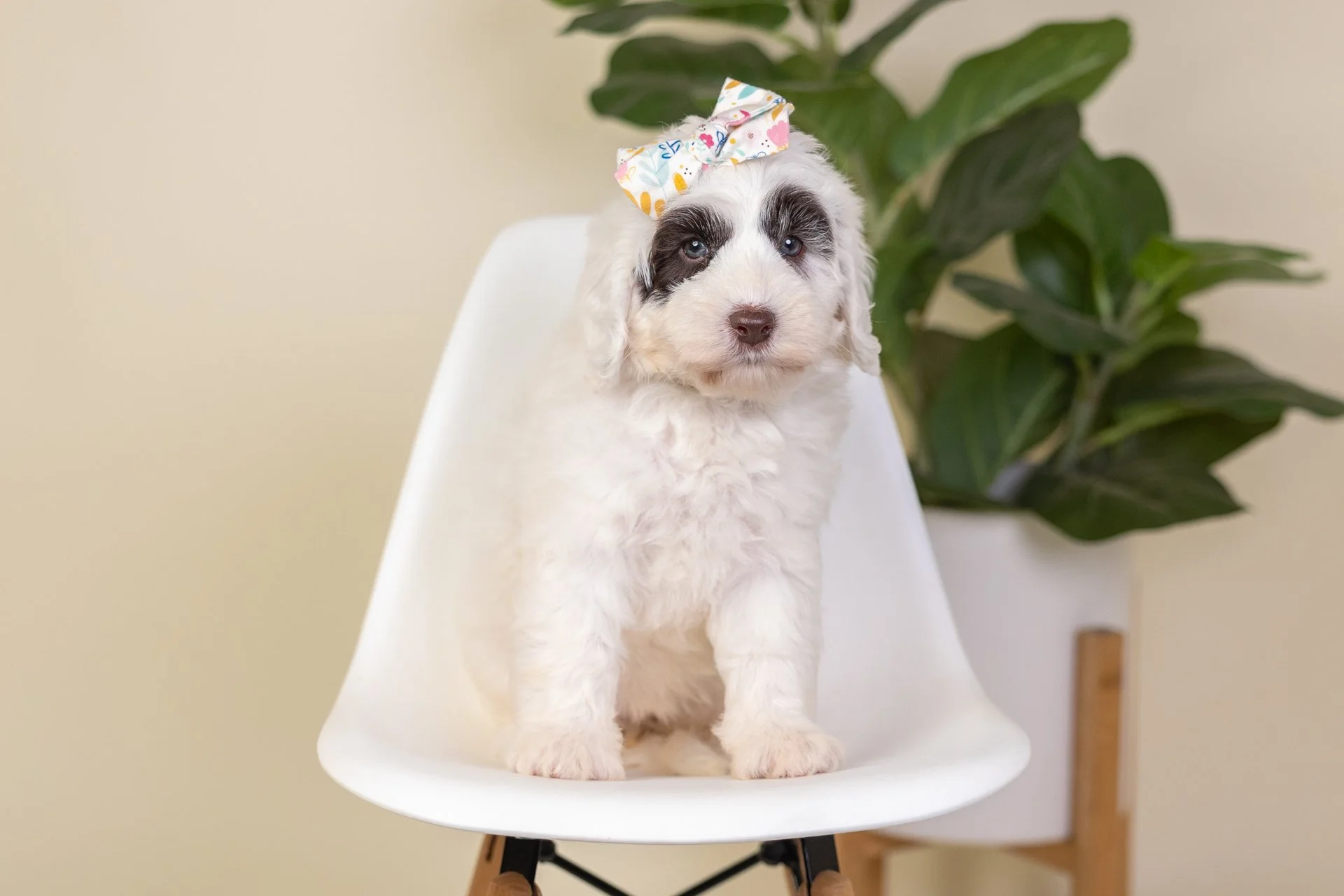 CovesDaisyWk7.jpg