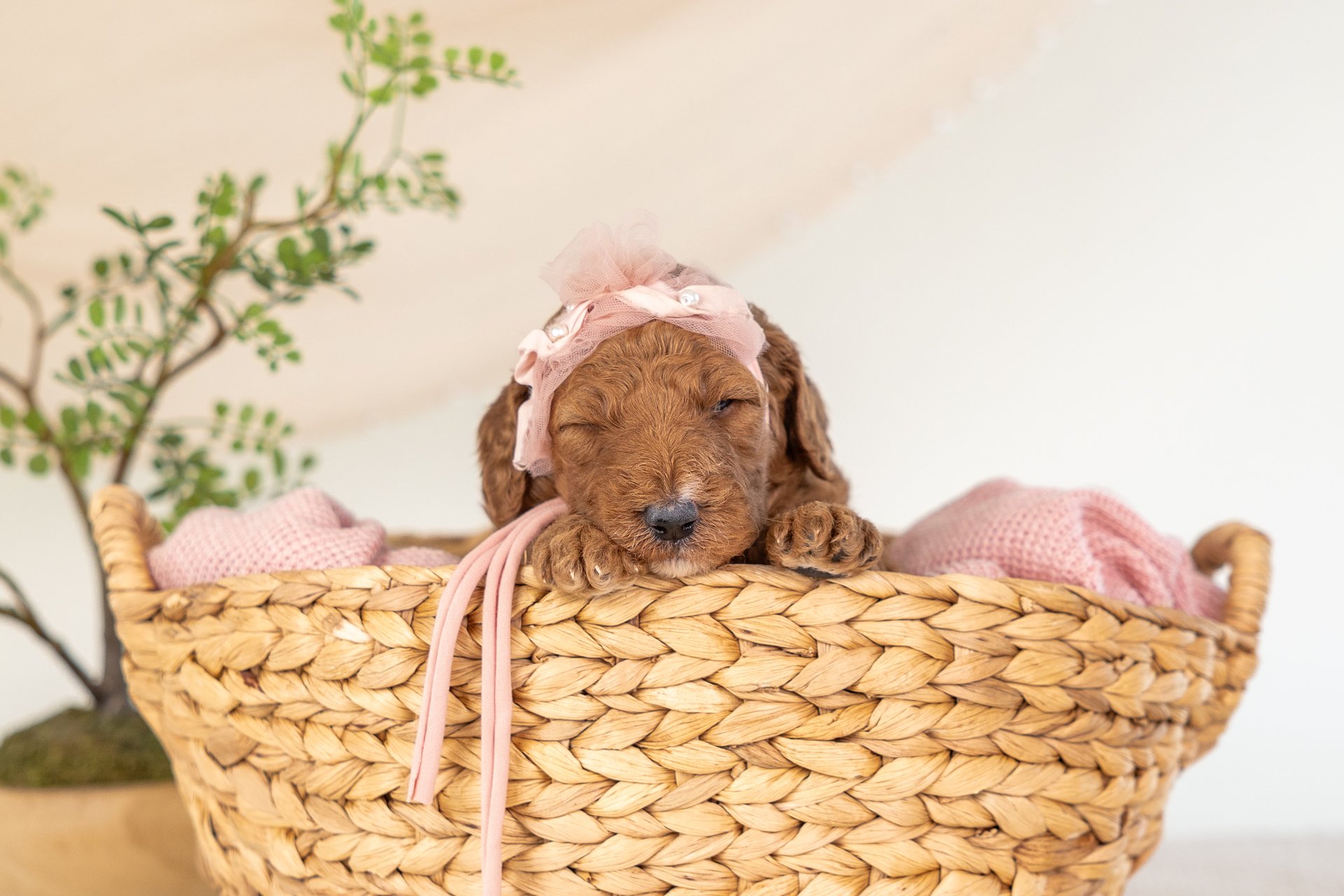 Joei's Girl Arielle (Goldendoodle)