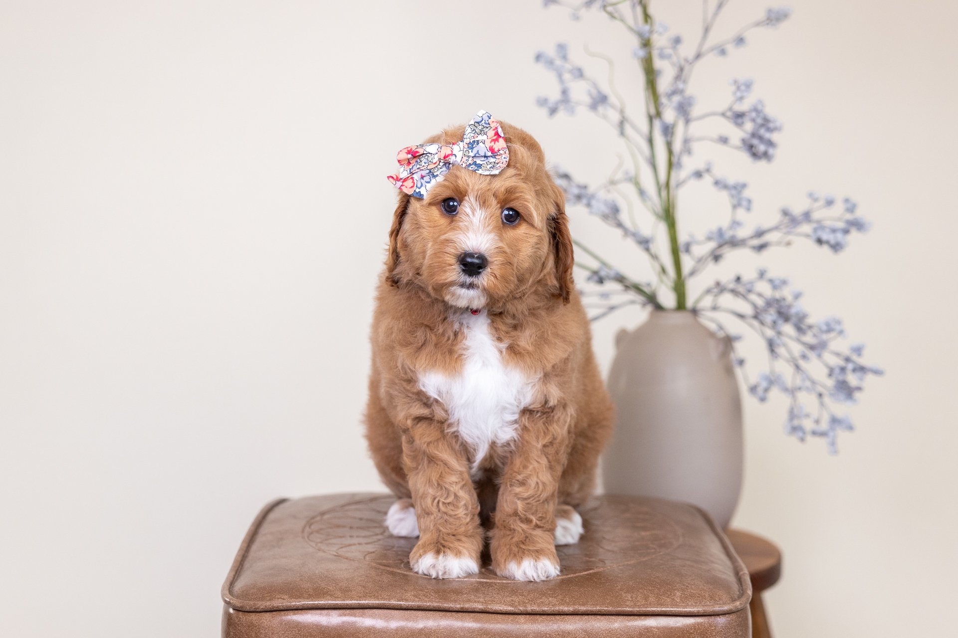 Luna's Girl Rose (Goldendoodle)