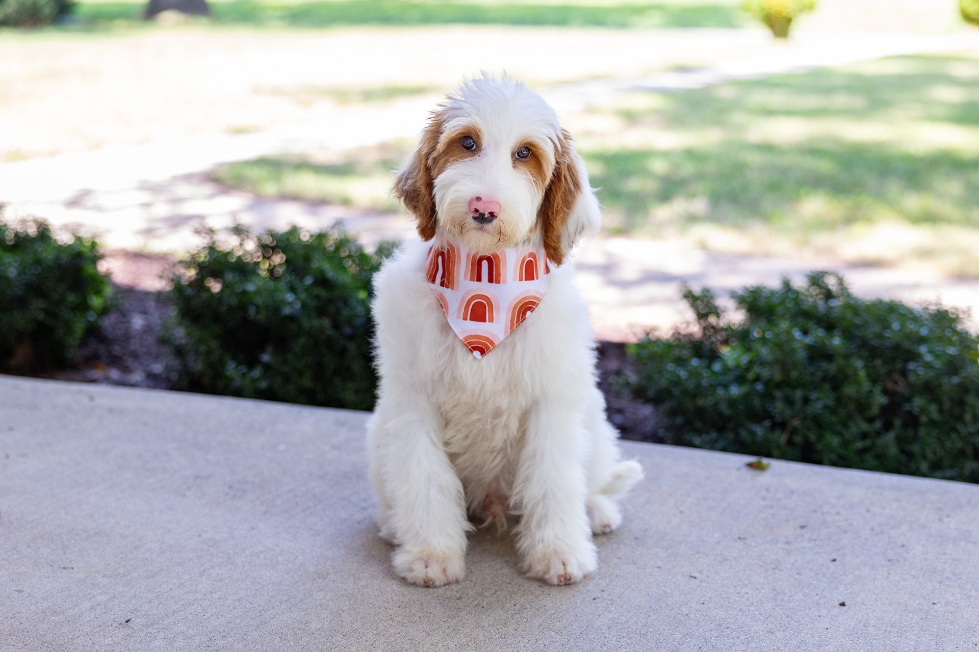 Gemma's Boy Emerald (Goldendoodle)