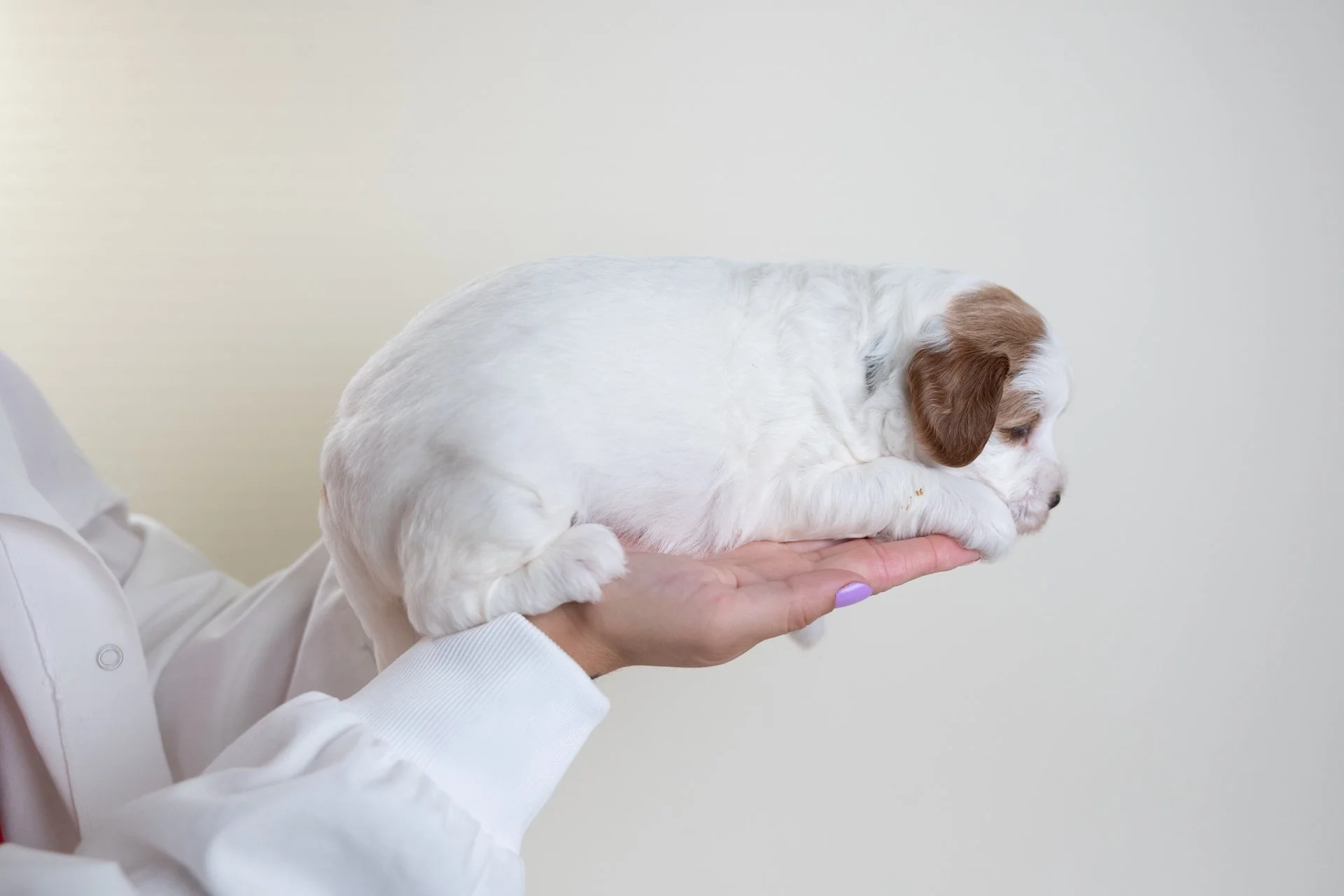 PennysSableLateral1.jpg