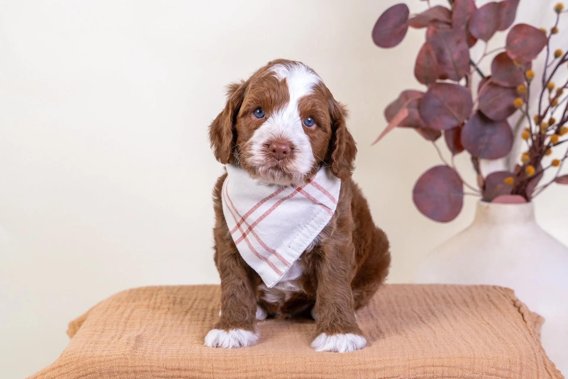 Cider's Boy Emerald (Labradoodle)