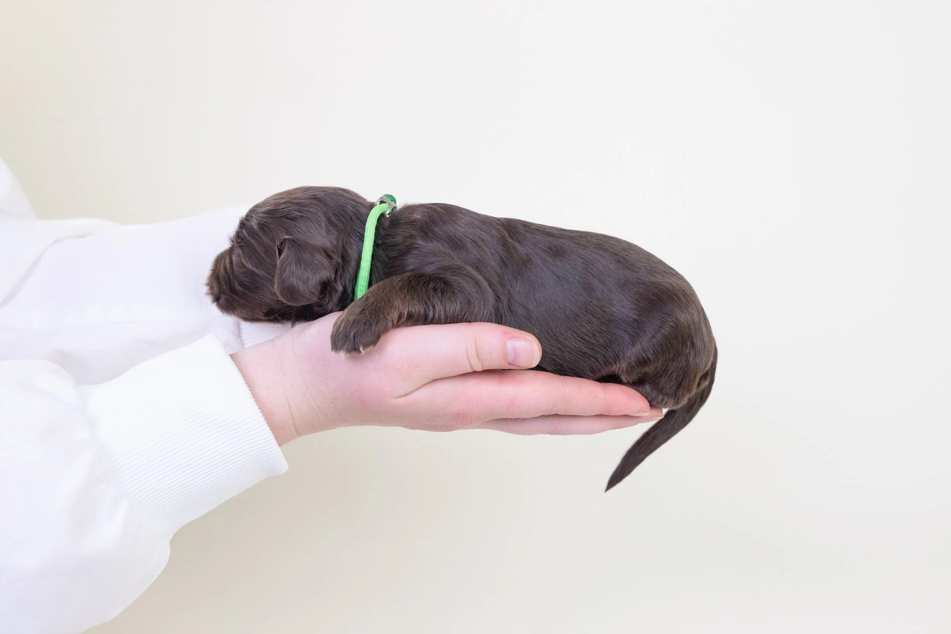 MollysKelleyLateral2.jpg