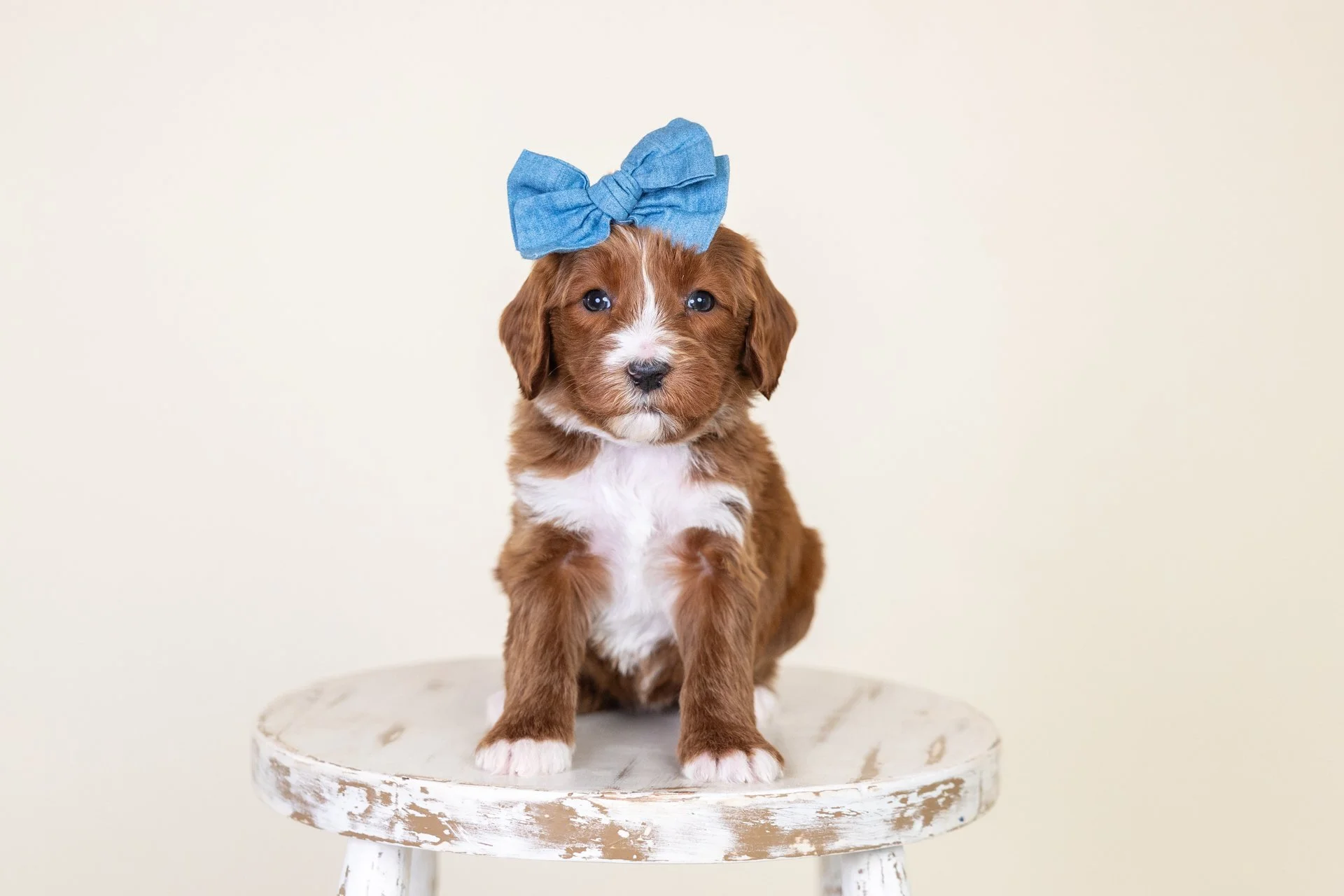Cute brown puppy with white markings and a big blue bow on its head sitting on a distressed white wooden stool against a light neutral background.