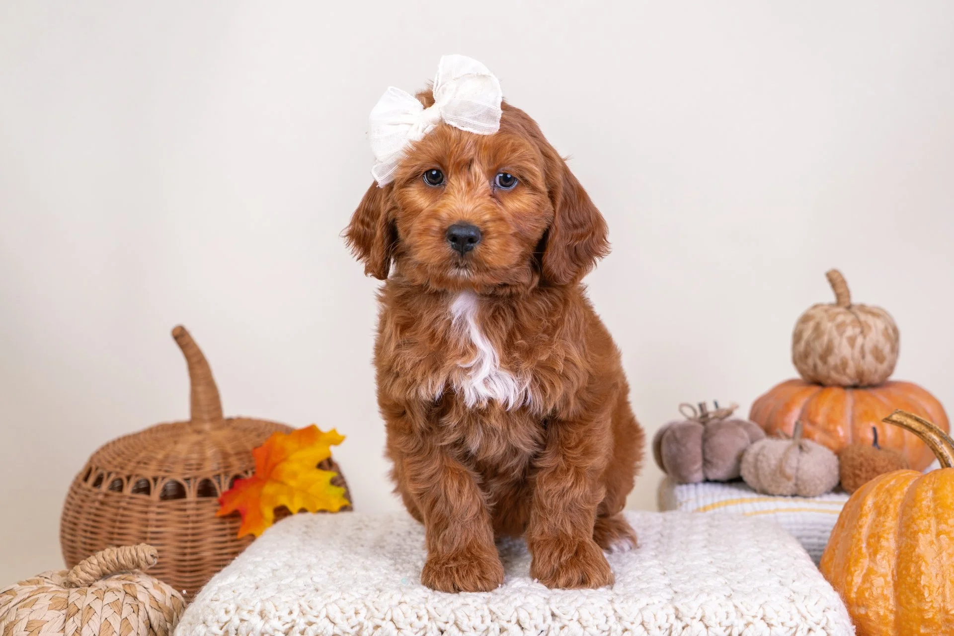 Marlowe's Girl Daisy (Goldendoodle)