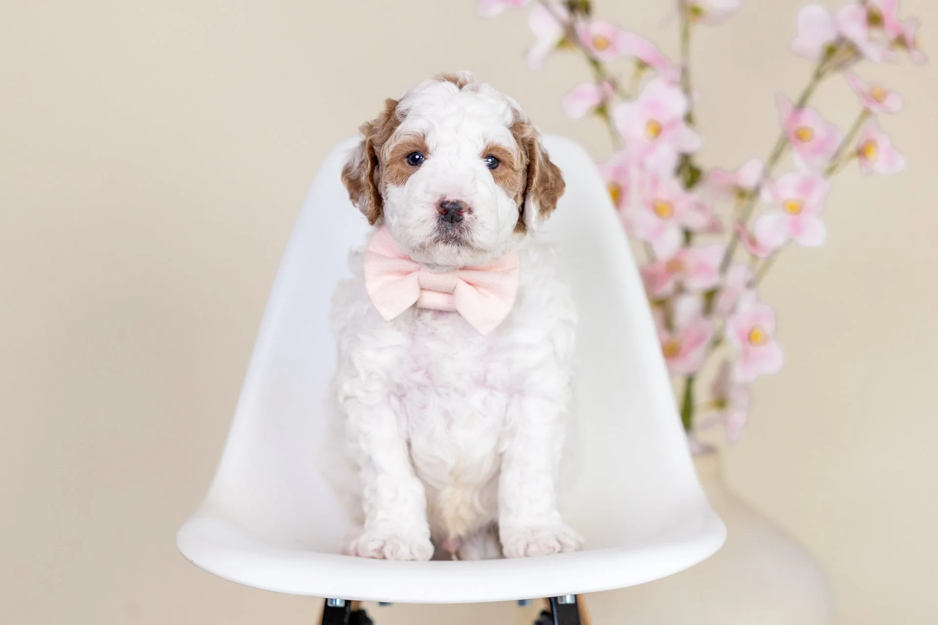 A cute brown and white puppy with a yellow bow on its head sitting in a wicker basket surrounded by yellow flowers