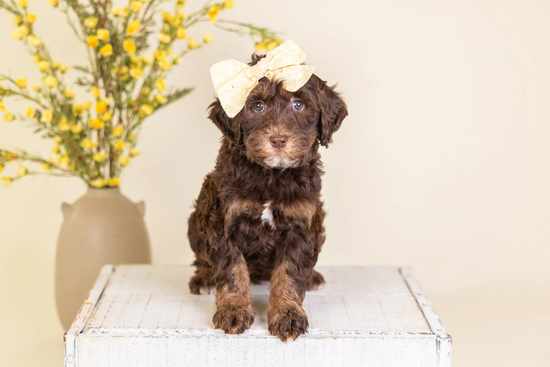 MollysRubyWk8.jpg