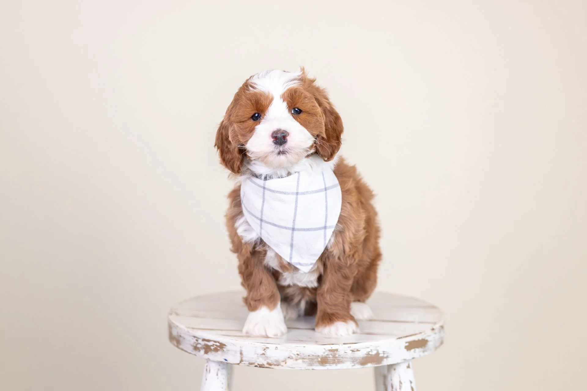 Penny's Boy Flint (Double Doodle)