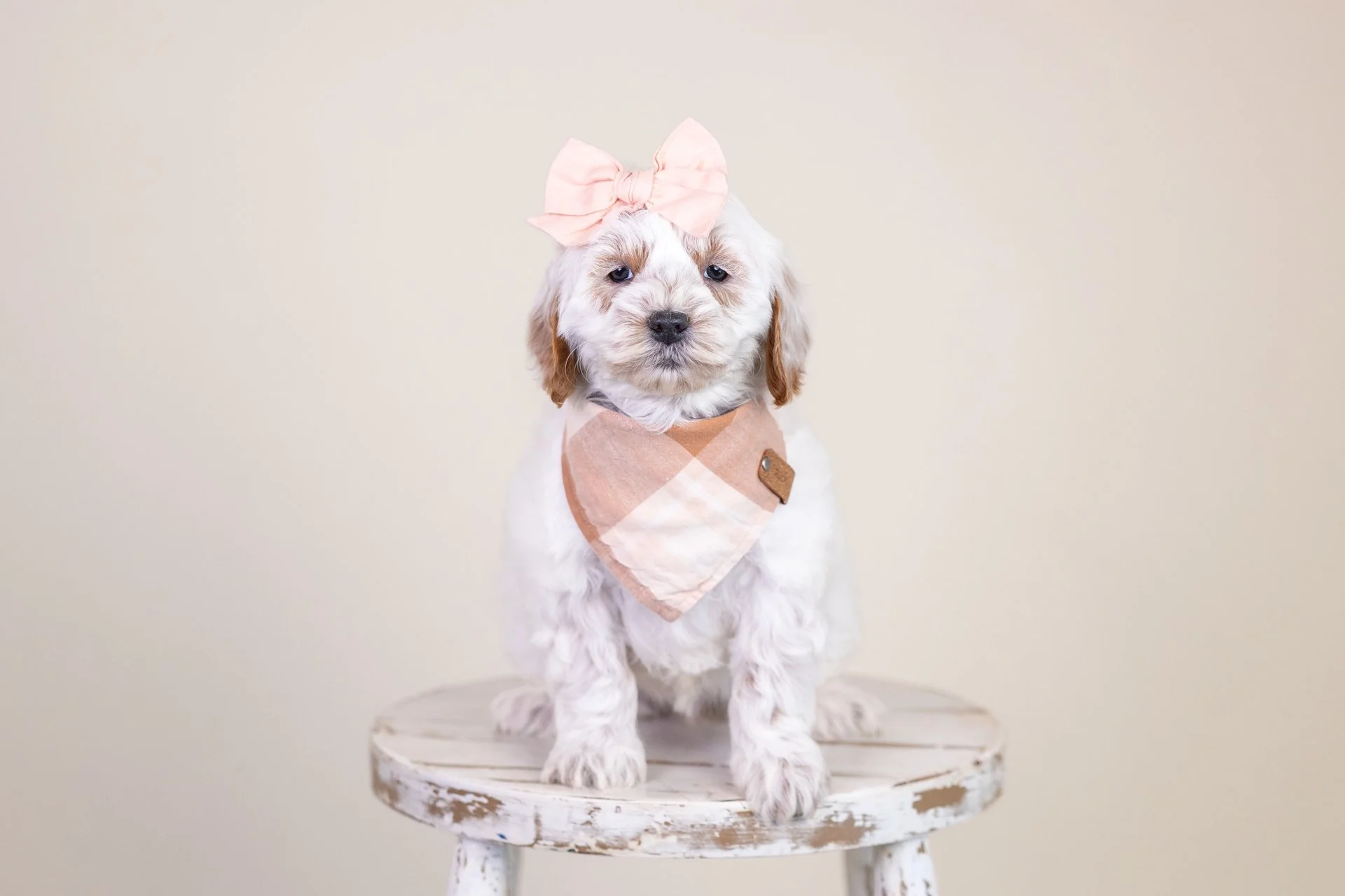 Penny's Girl Lilac (Double Doodle)