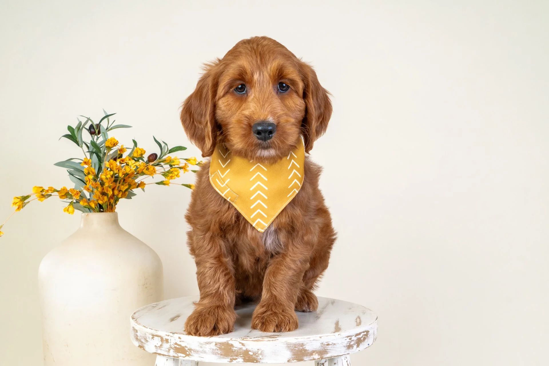 Ivory's Boy Aspen (Goldendoodle)