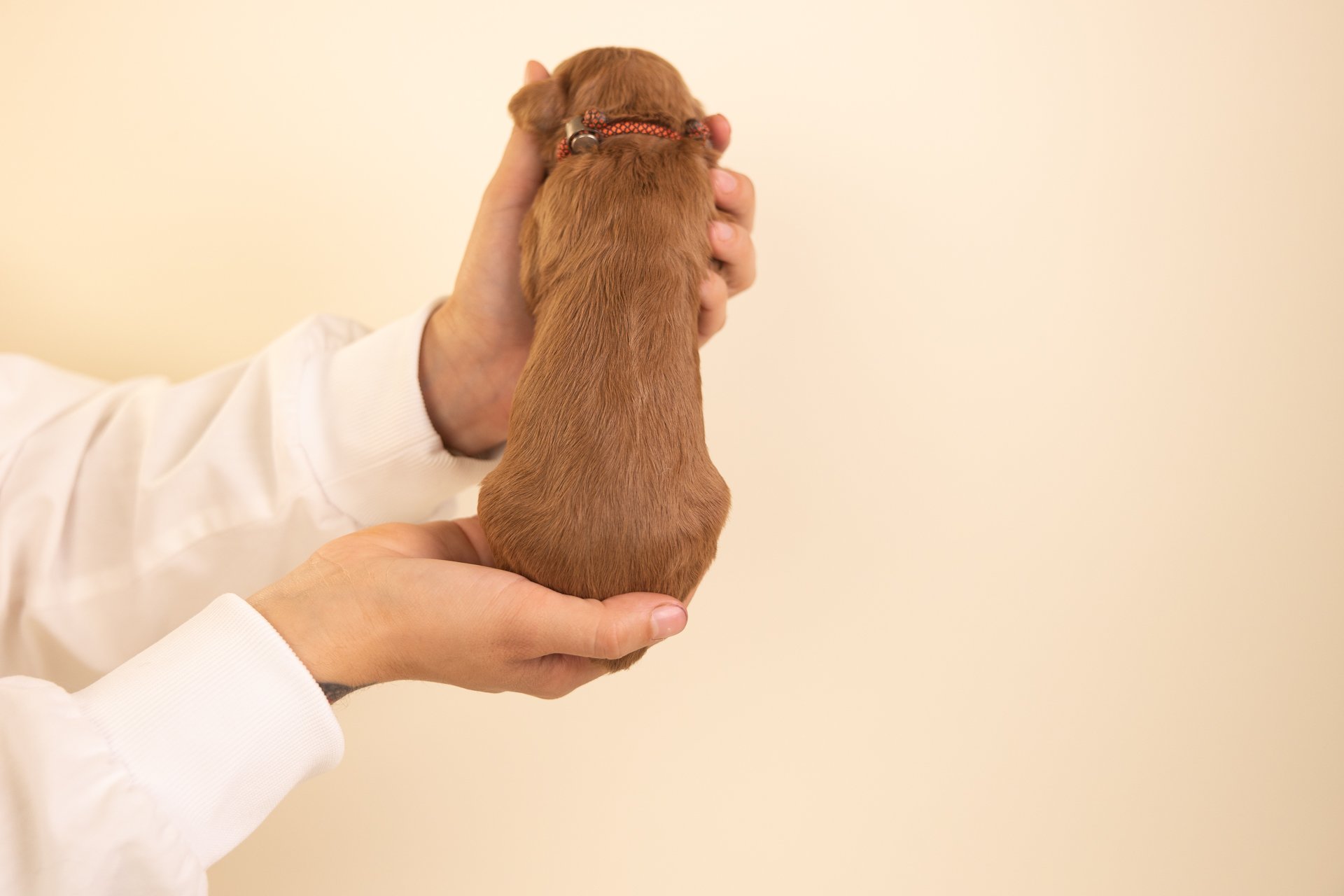 KitsPhoenixPosterior.jpg