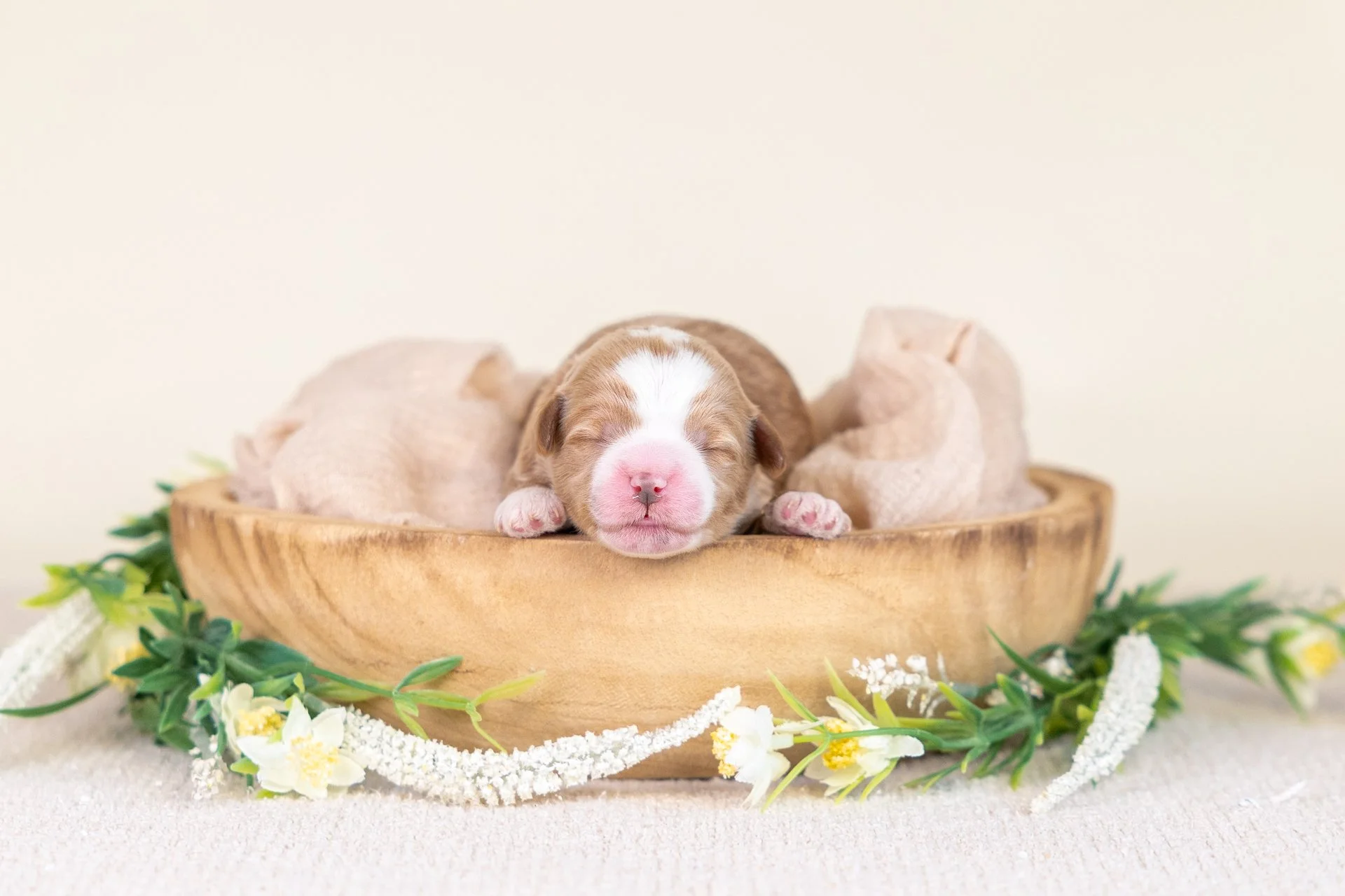 Wren's Boy Callum (Goldendoodle)