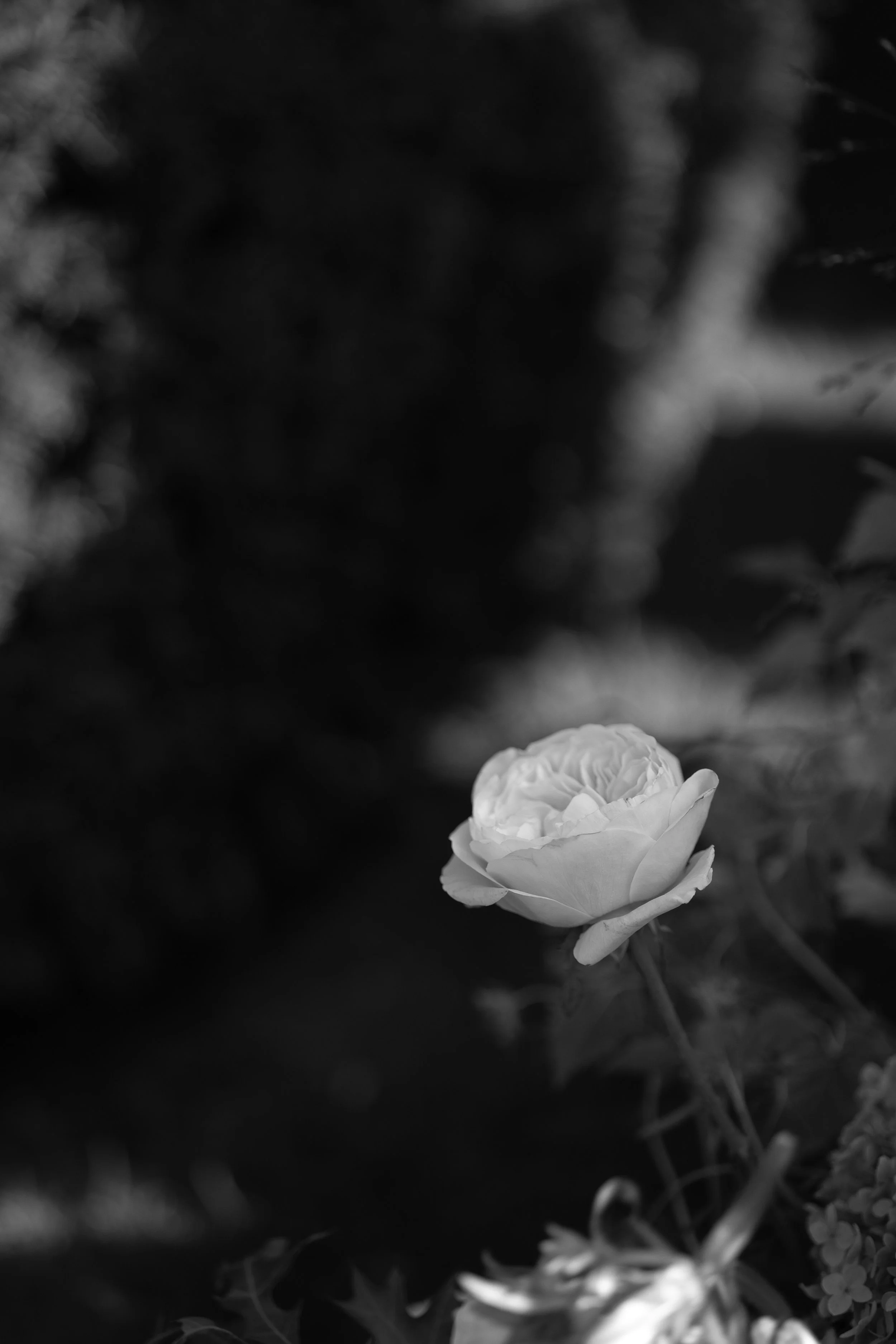 GX3A0095.JPG