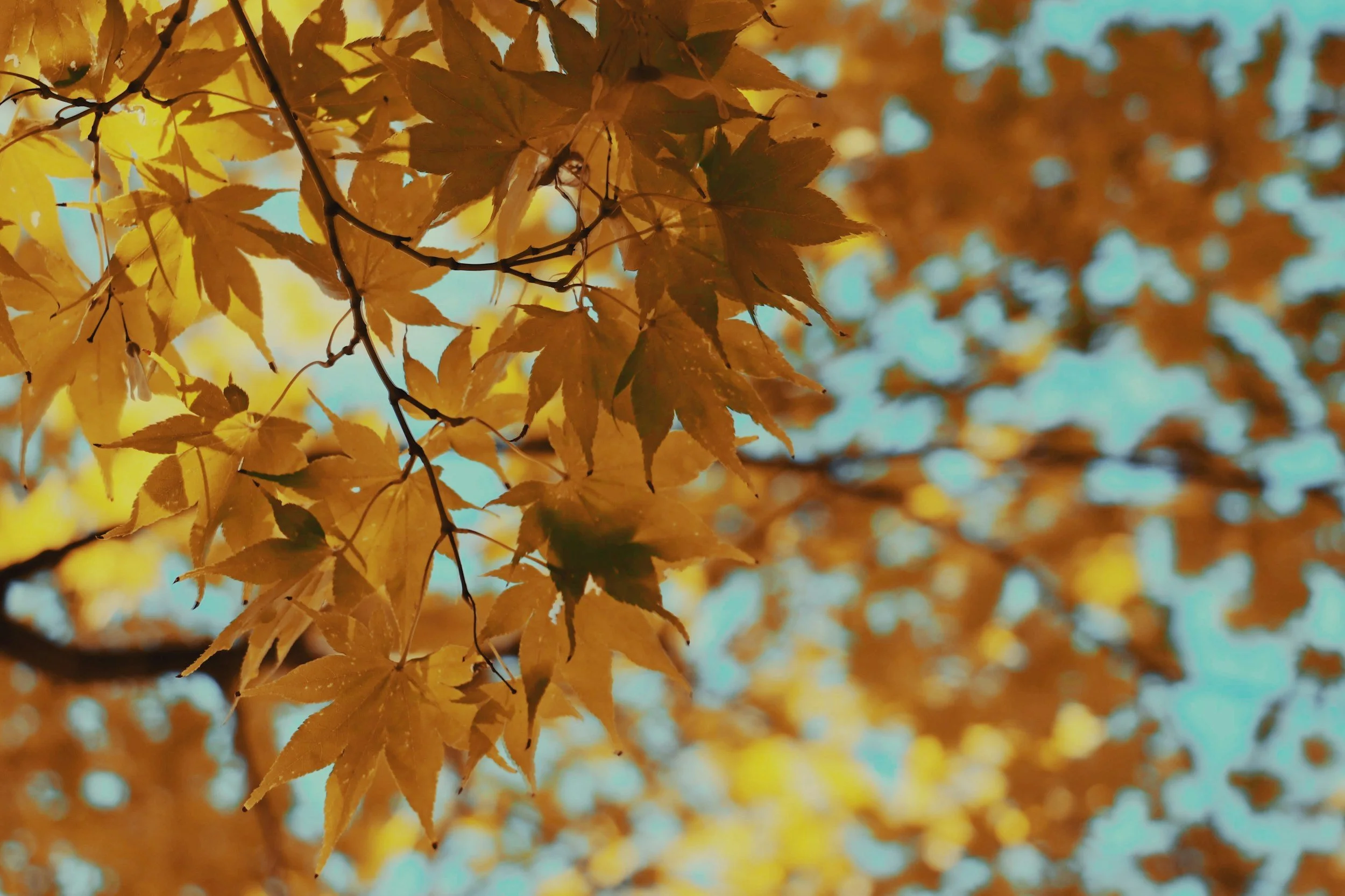 Fall Festival