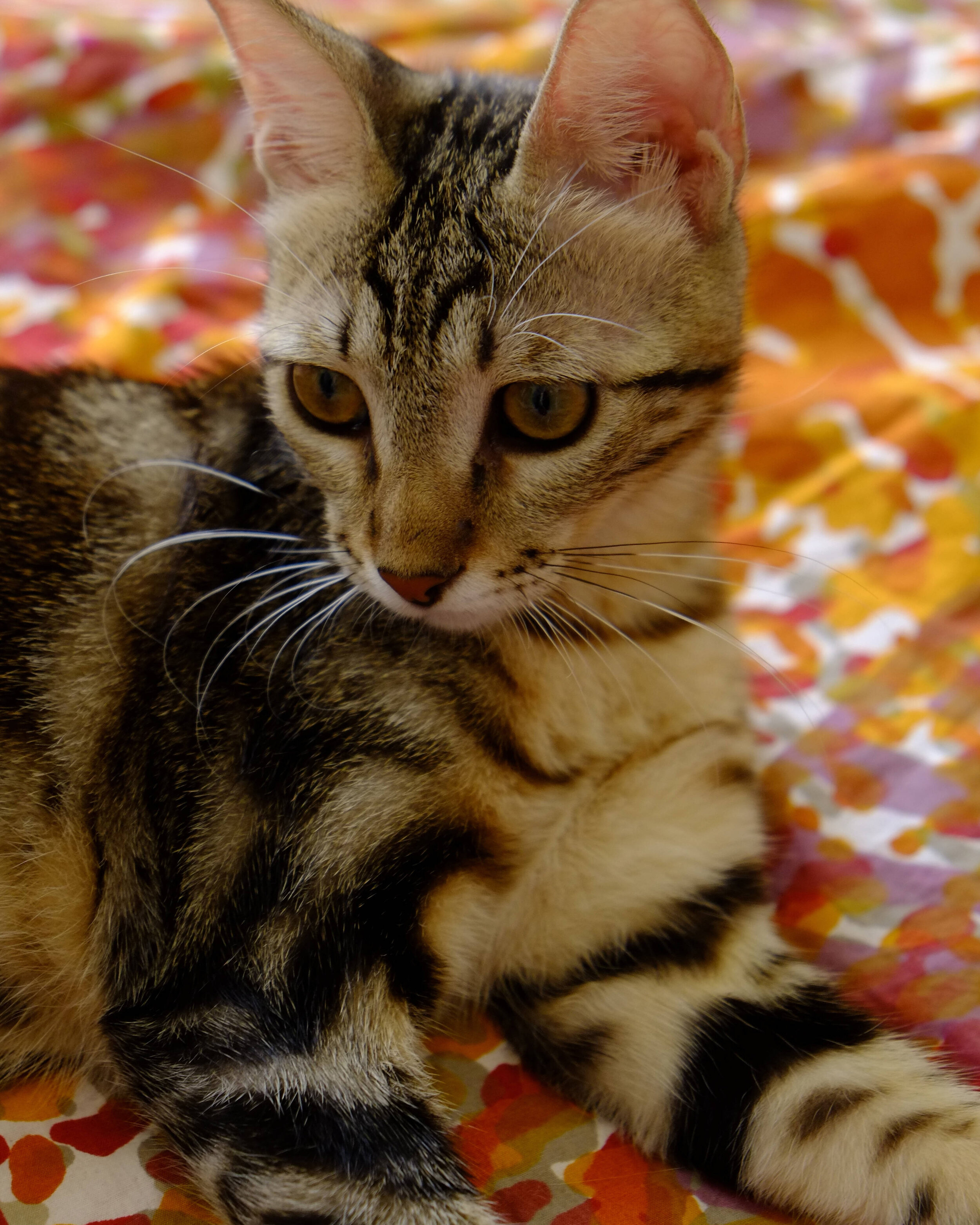 CAT_WEB_4x5.jpg