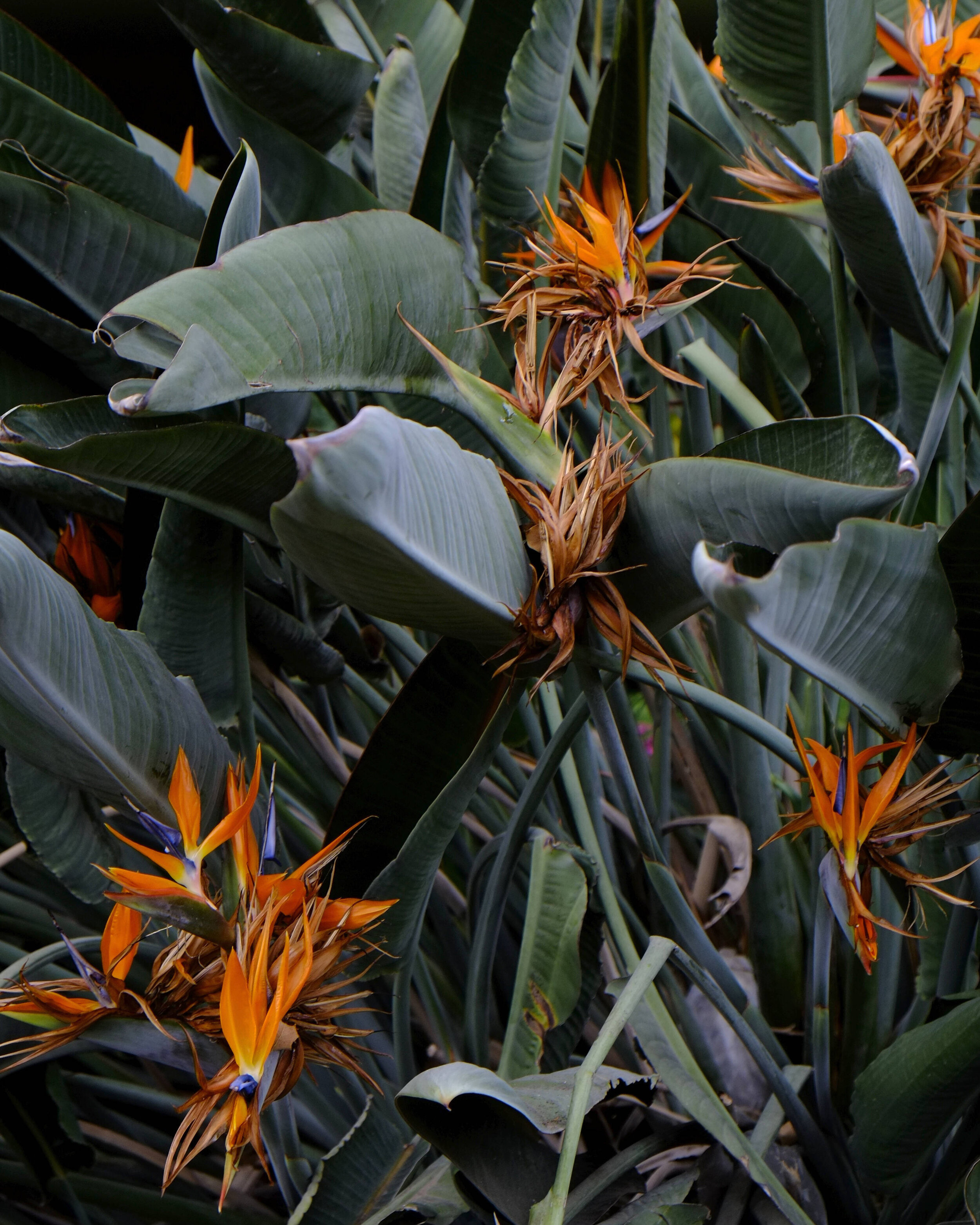 FLOWERS_WEB.jpg