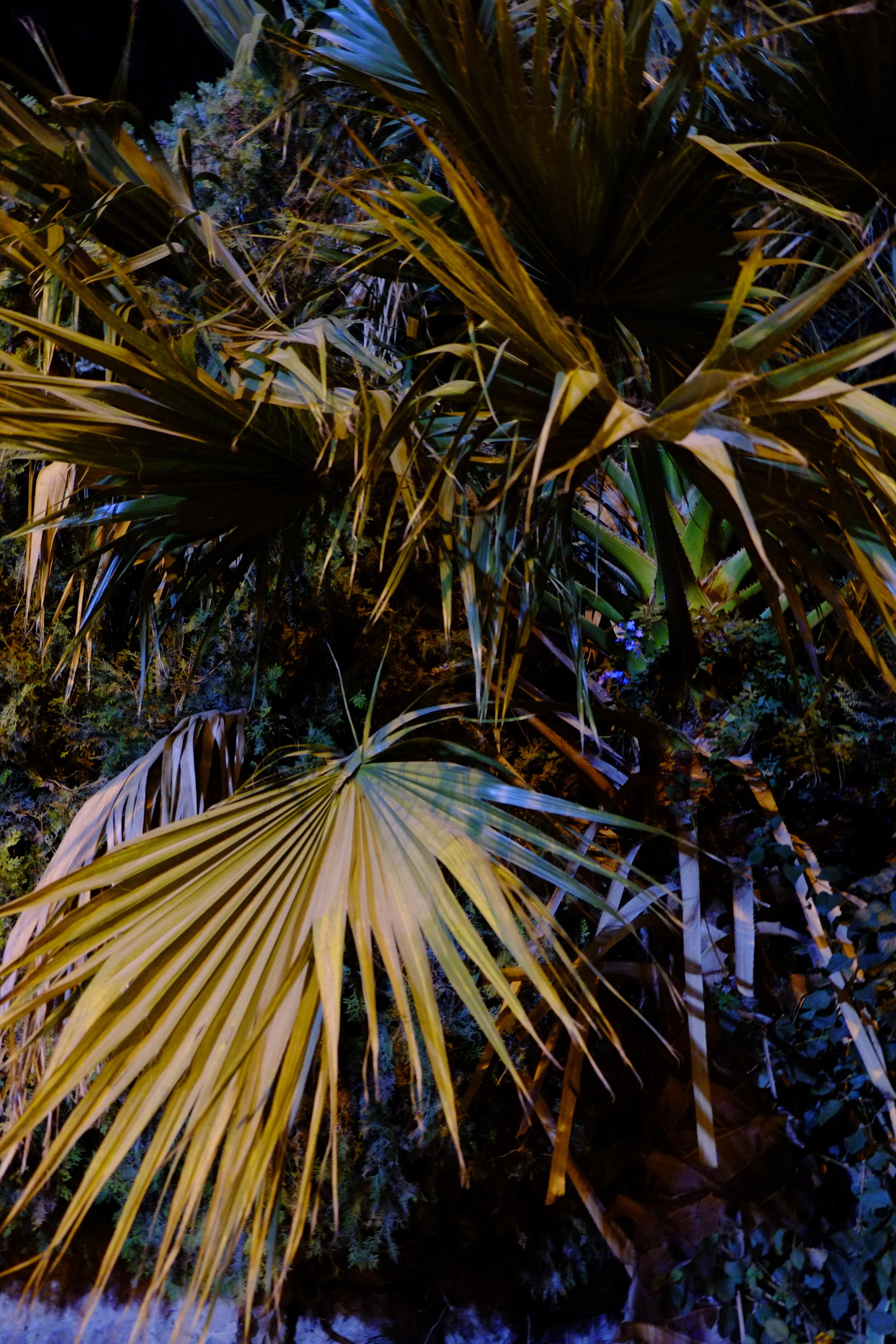 6C54AB09-D39E-4106-8D1F-A8A9727B3B1B.jpeg