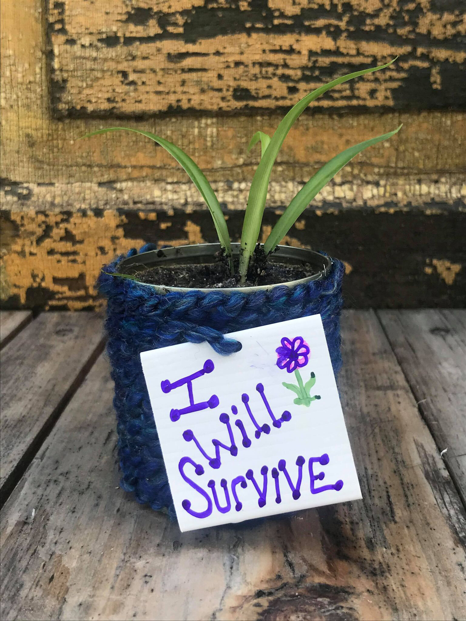 Tinker'N with Intention
Potted Plant