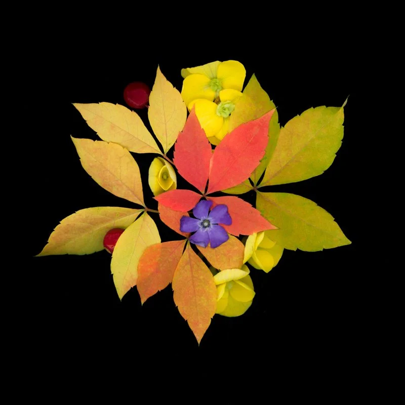 Flowers & Leaves — Scanography