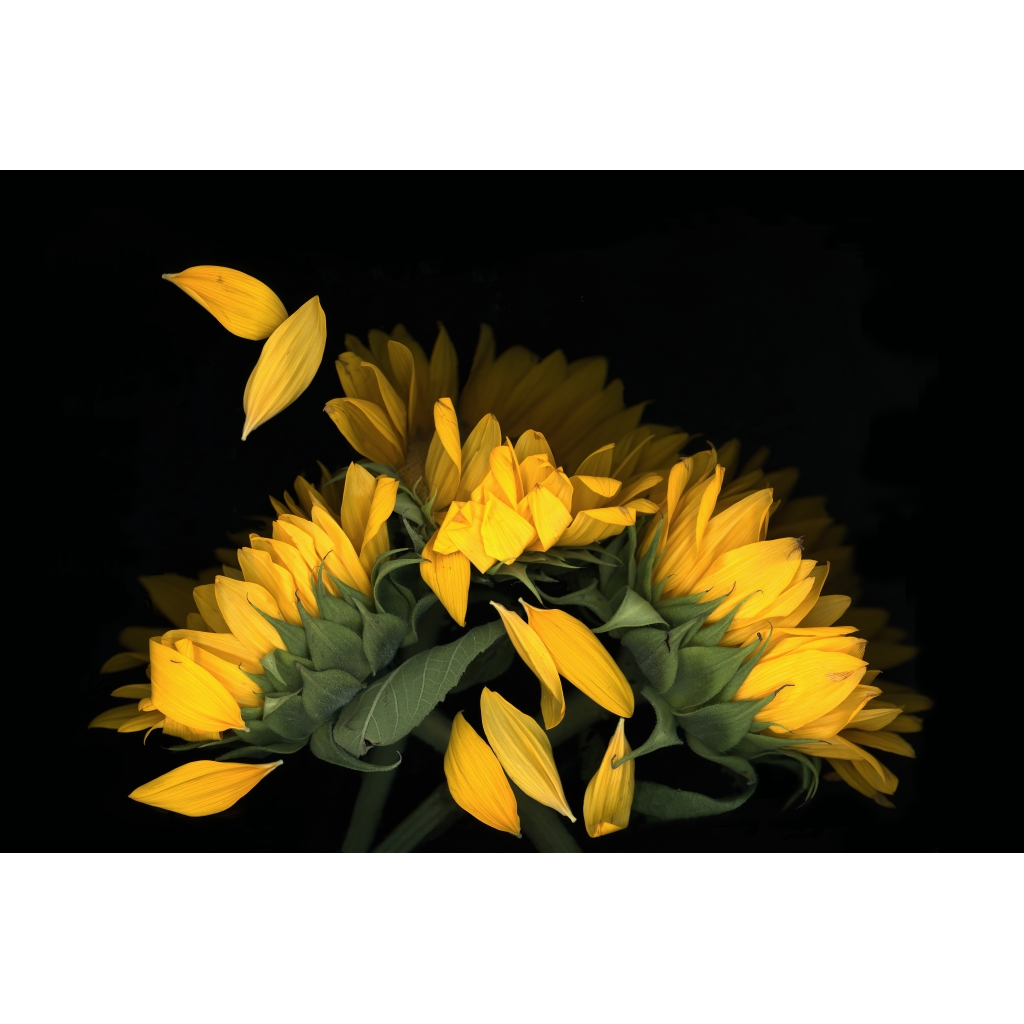 image_original_.png