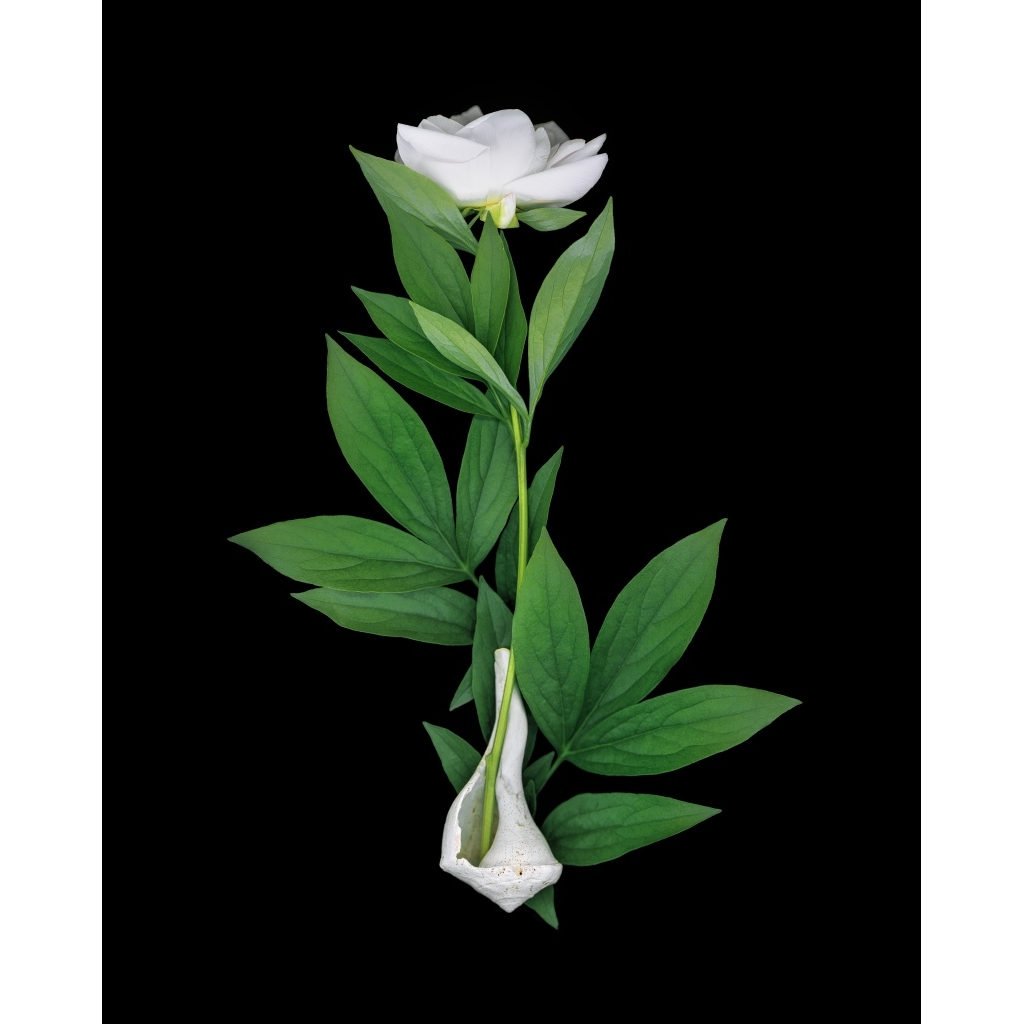image_original_.png