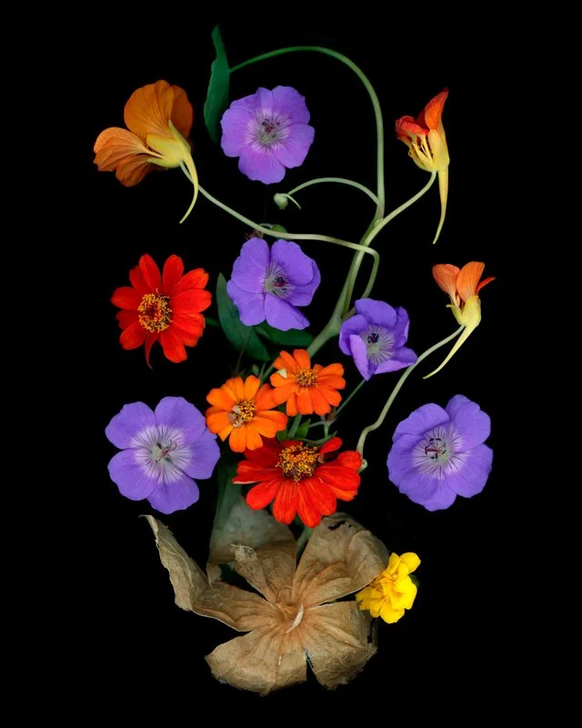 Flowers & Leaves — Scanography