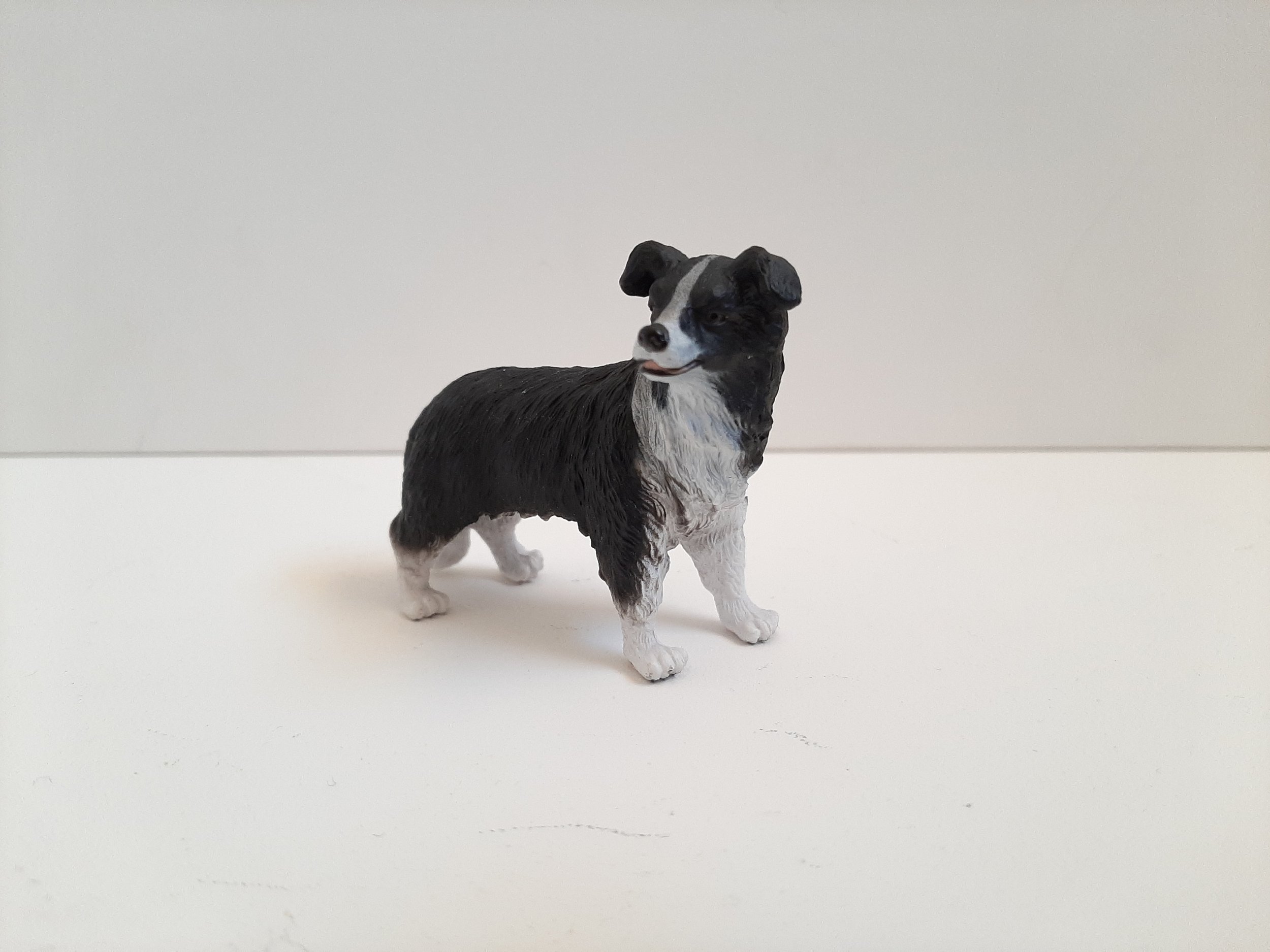 B Collie 3.jpg