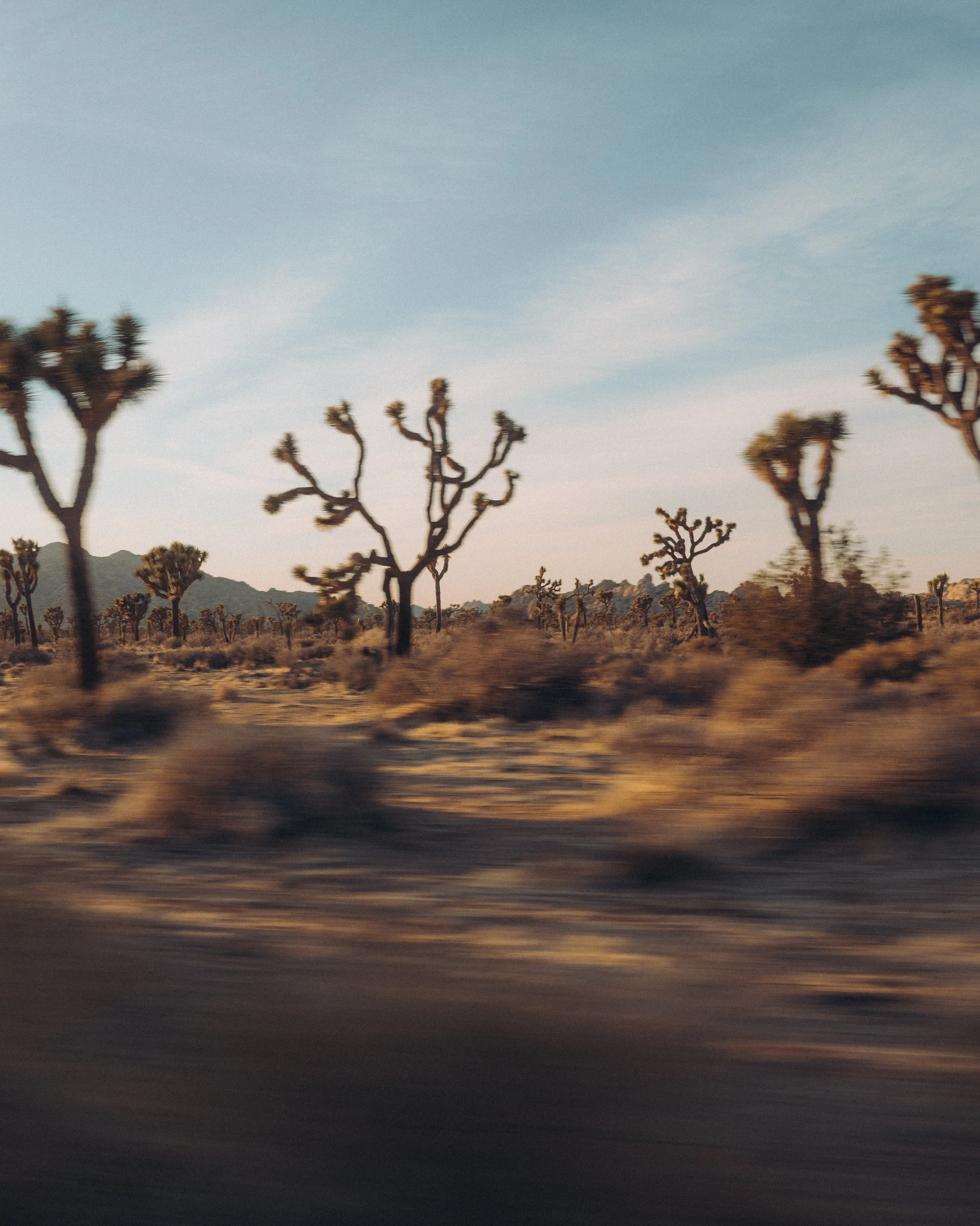 TL Joshua Tree-3.JPG