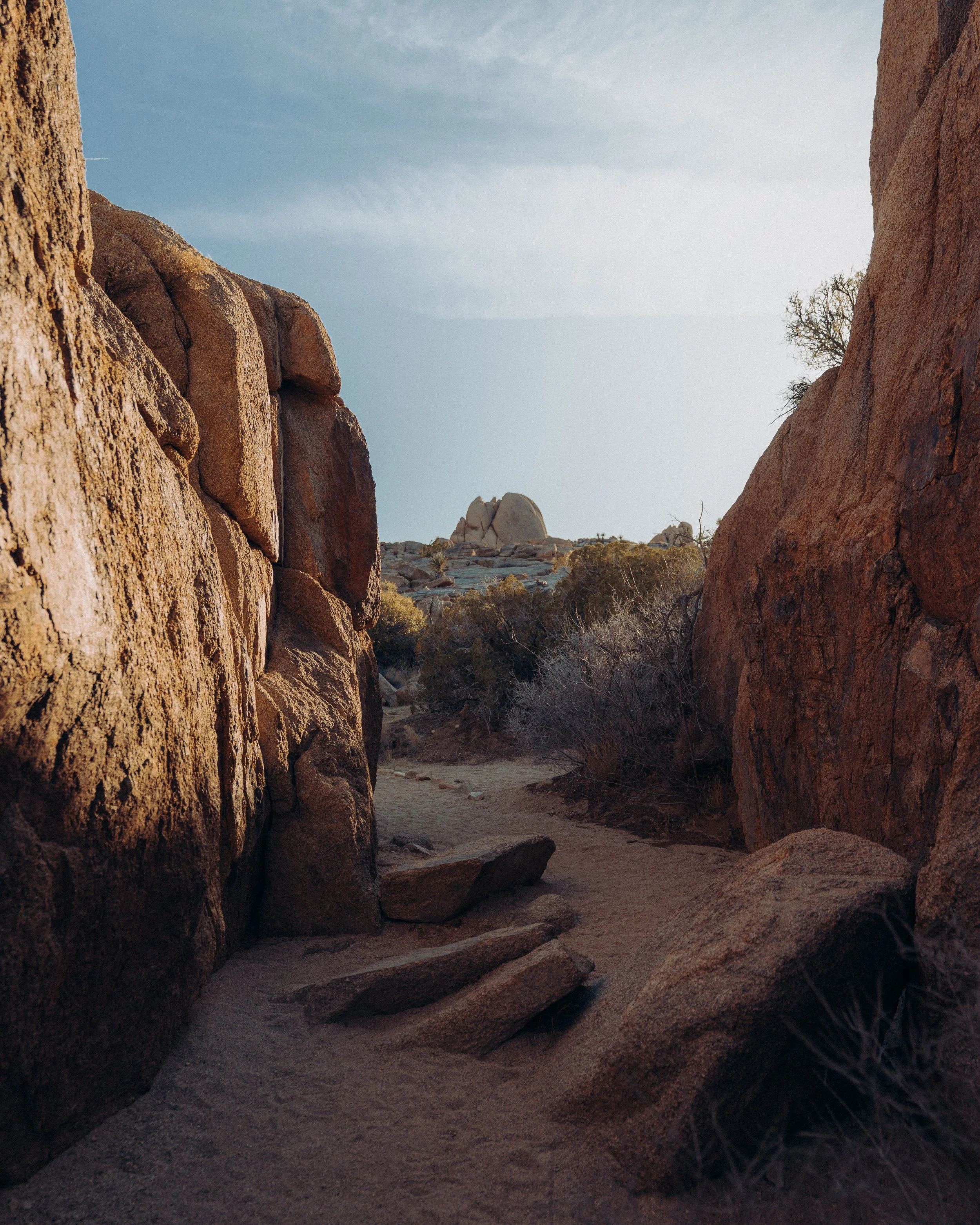 TL Joshua Tree-1.JPG