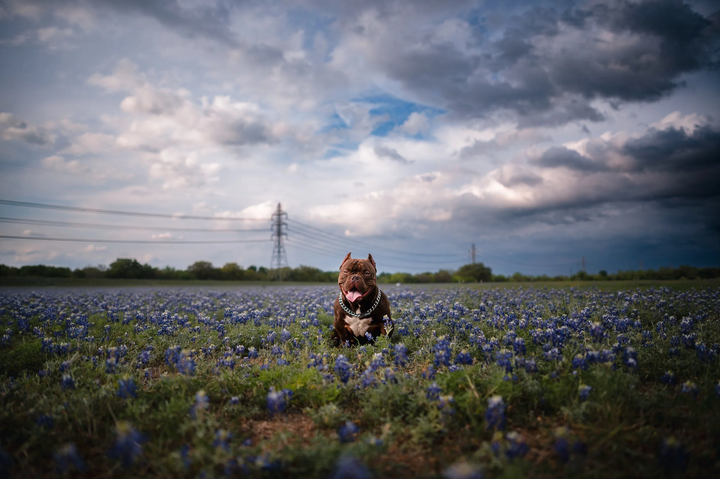 A brown dog with a chain collar sitting in a field of bluebonnets under a cloudy sky. Photographed at McAllister Park in San Antonio, Texas by PetographyTX