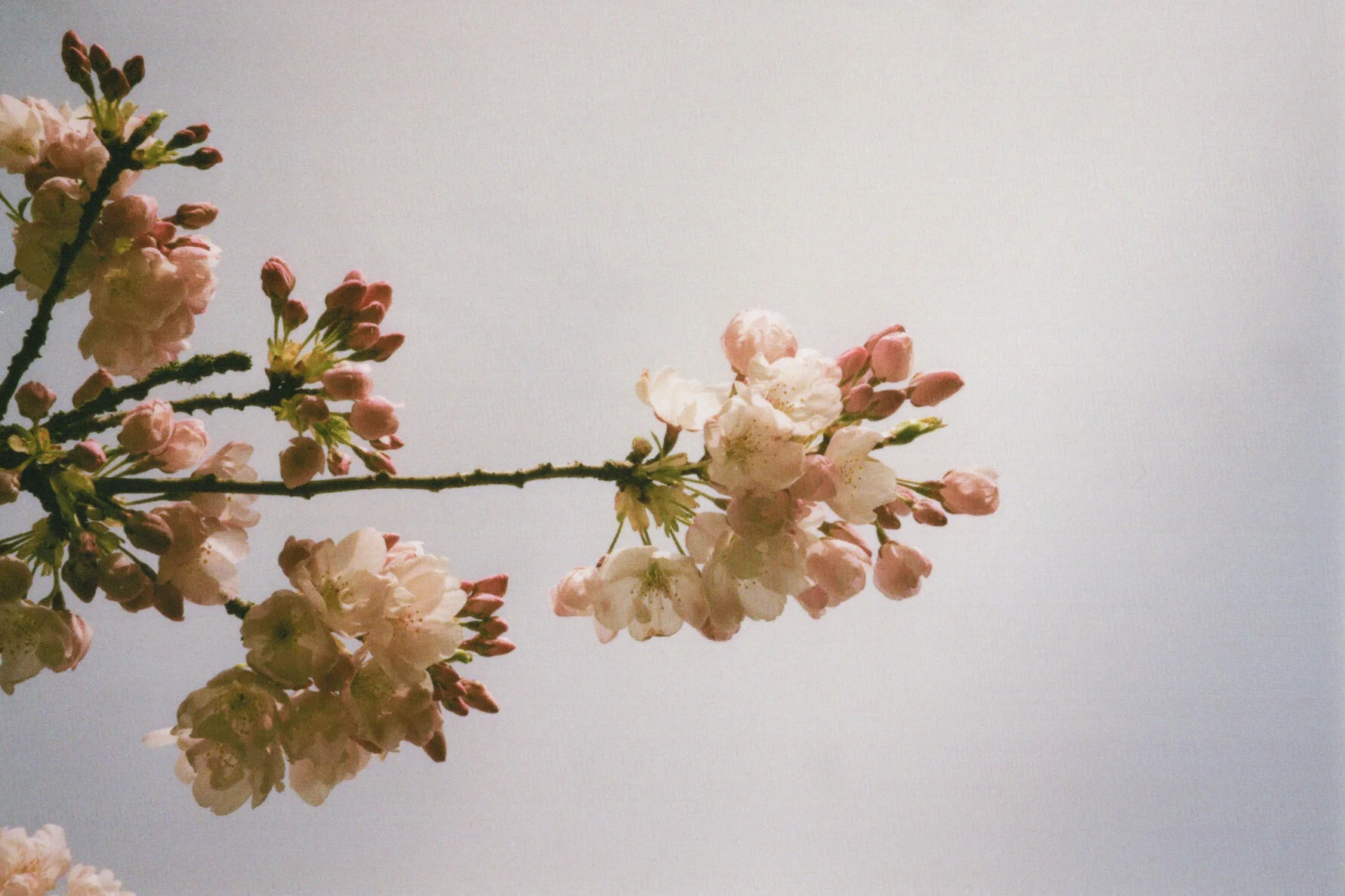 haluka-yagi--vancouver-bc--film-photography-19.jpeg