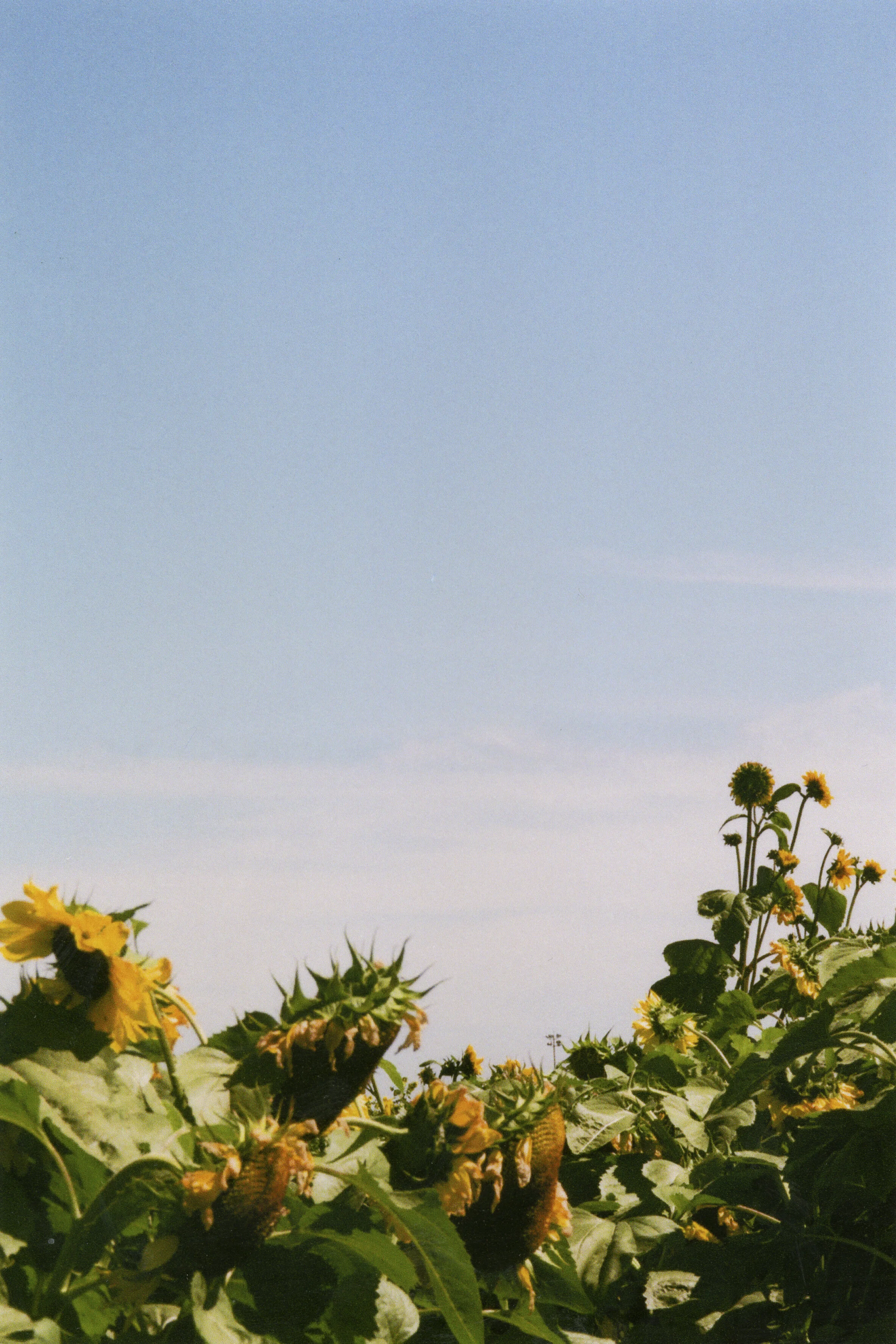 haluka-yagi--vancouver-bc--film-photography-31.jpg