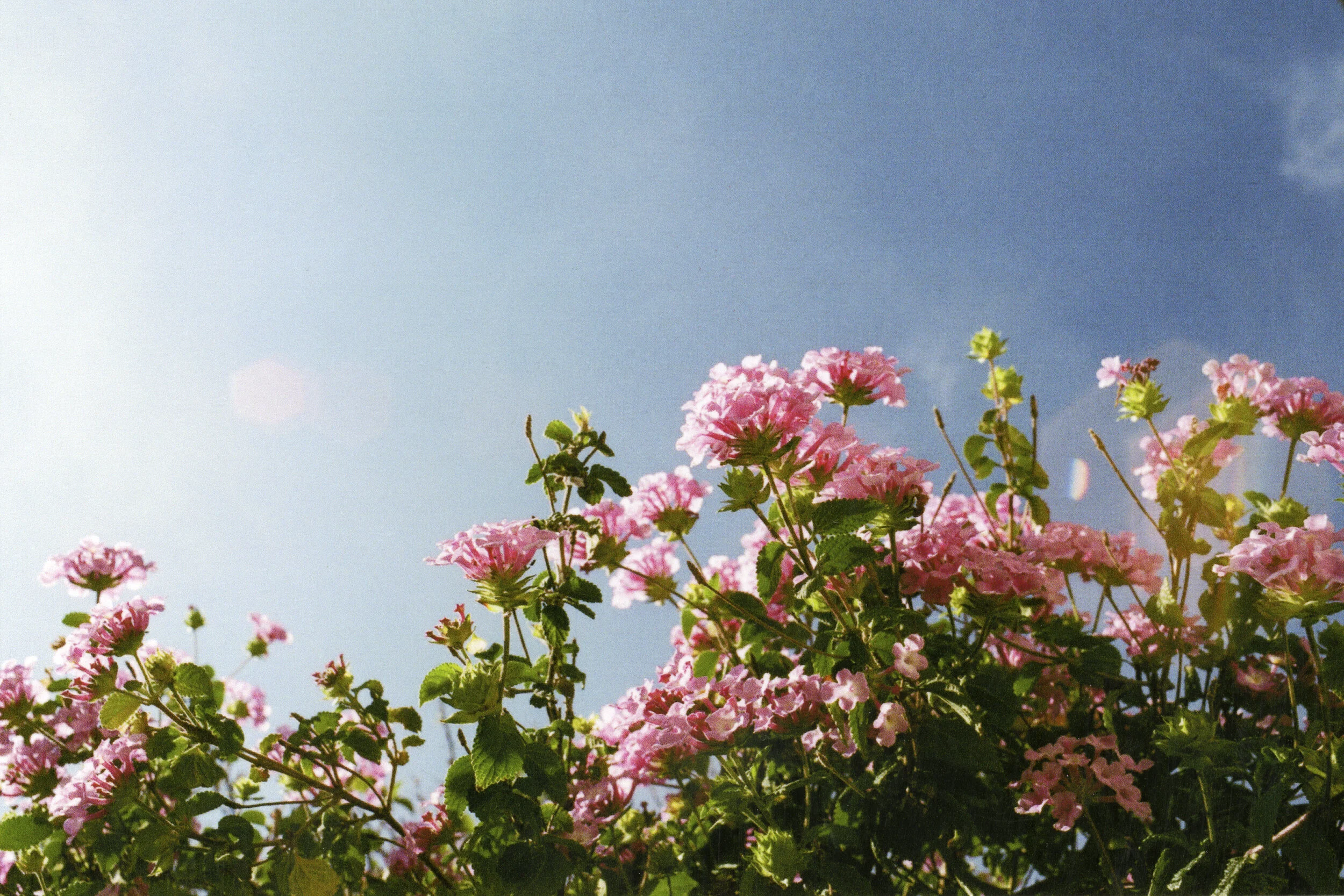 haluka-yagi--vancouver-bc--film-photography-33.jpg