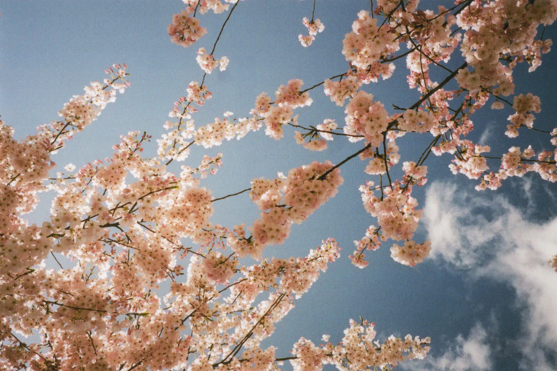 haluka-yagi--vancouver-bc--film-photography-15.jpeg