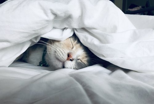 Sleep Habits
