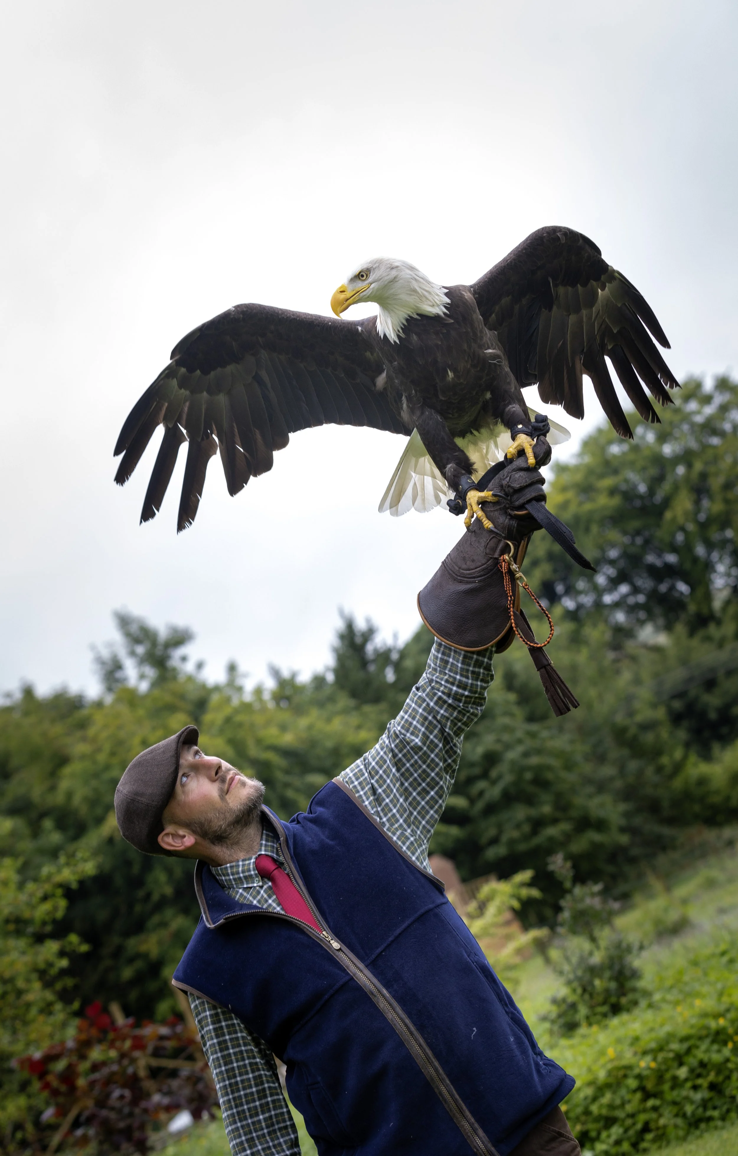 A man wearing a plaid shirt, a dark vest, and a flat cap is holding a bald eagle on his gloved hand outdoors with green trees and cloudy sky in the background.