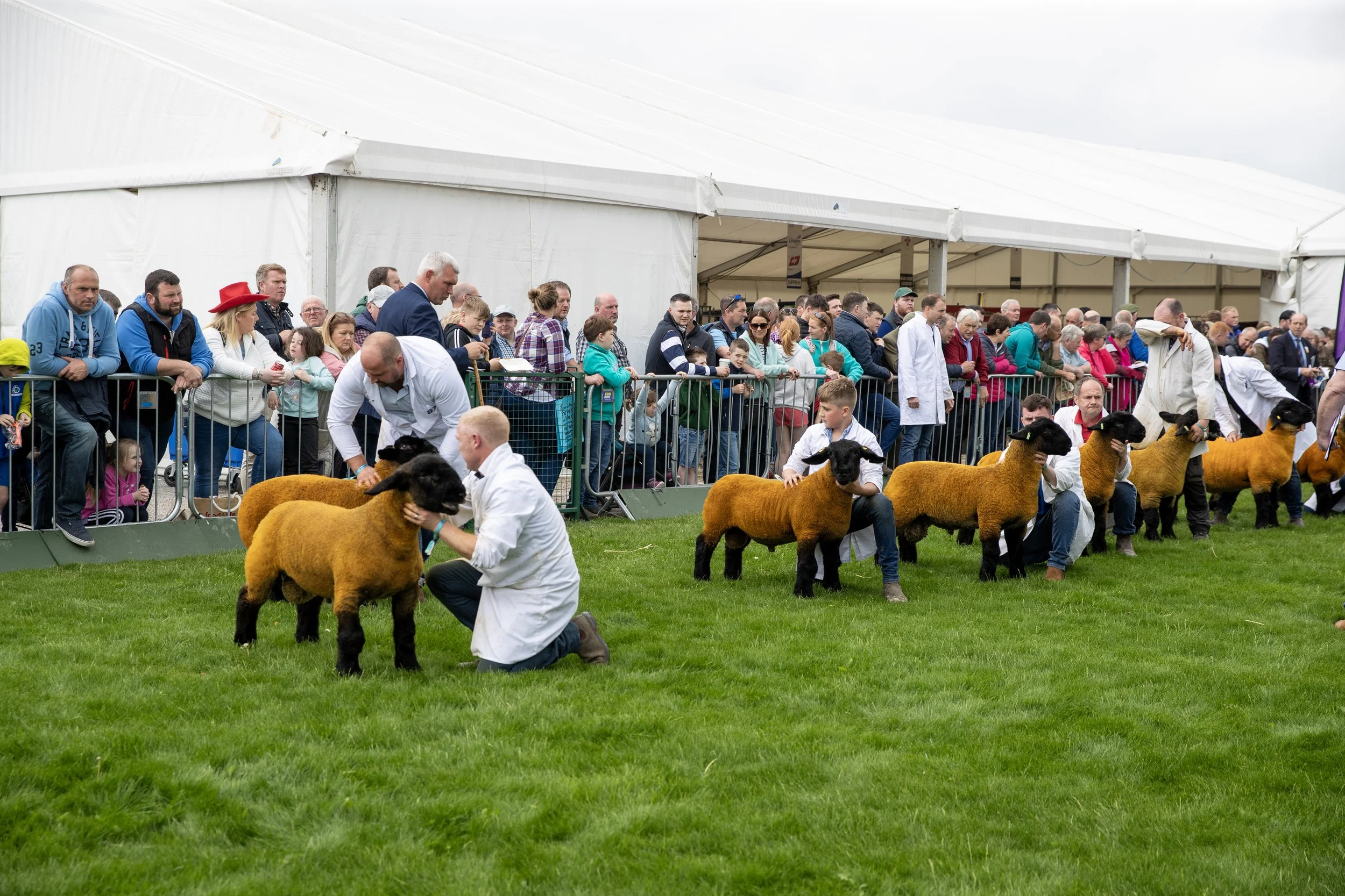 People at a sheep judging competition with sheep and handlers on a grassy field, spectators behind a fence in a large white tent.