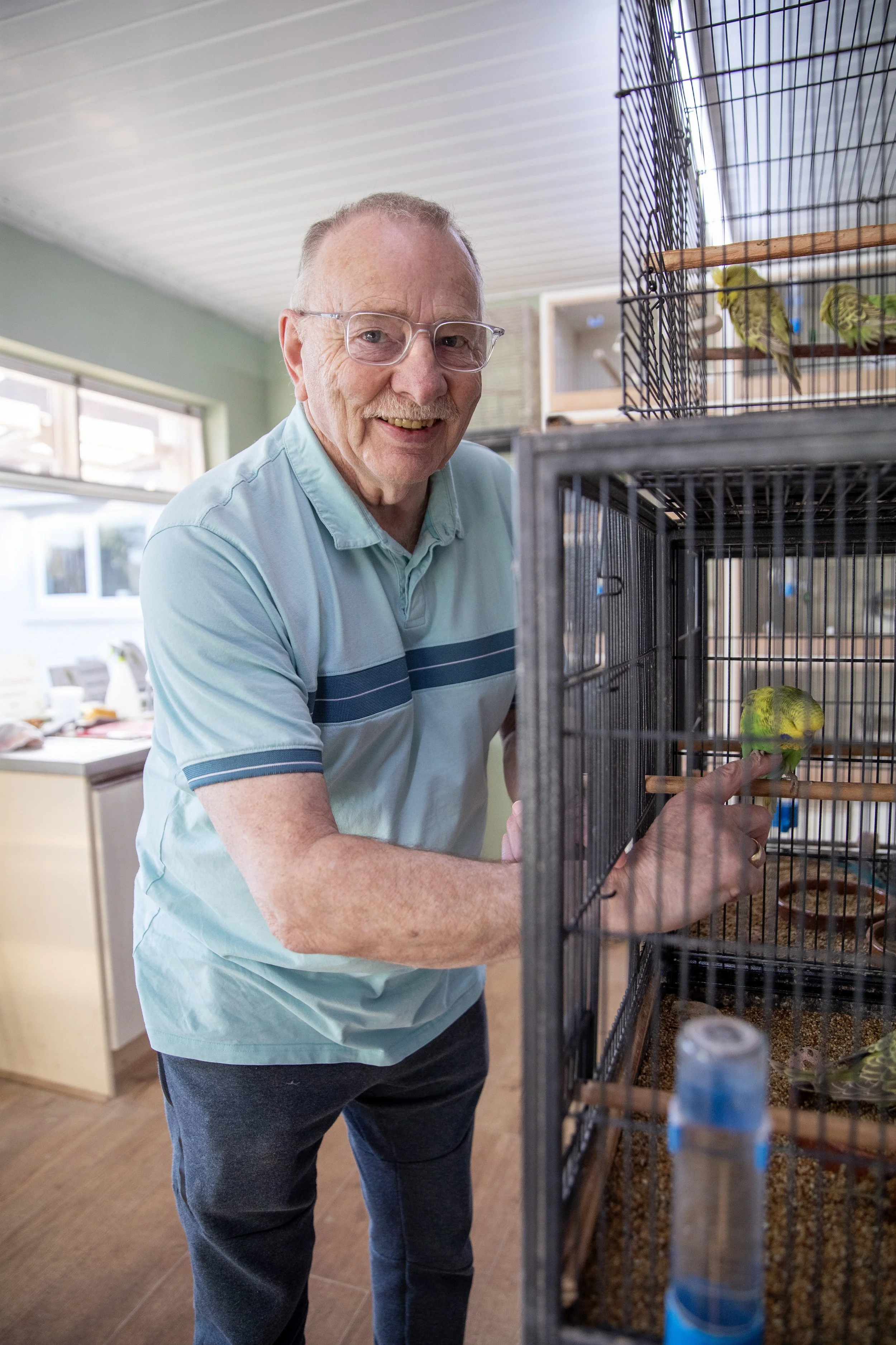 An elderly man with glasses and a light blue polo shirt interacts with green budgerigars inside a cage in a room with natural light.