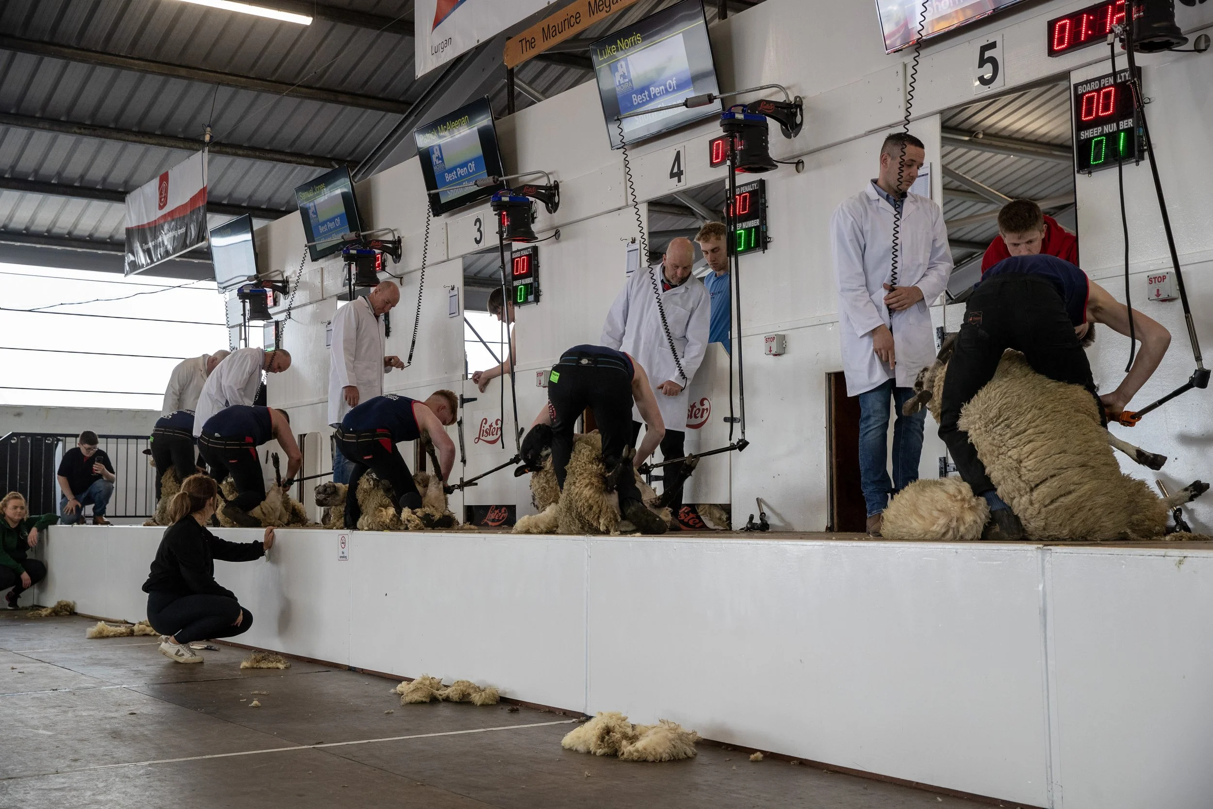 Sheep shearing competition at an indoor event, with competitors in white coats and helpers using electric shears to shear sheep on individual stations, while spectators watch nearby.