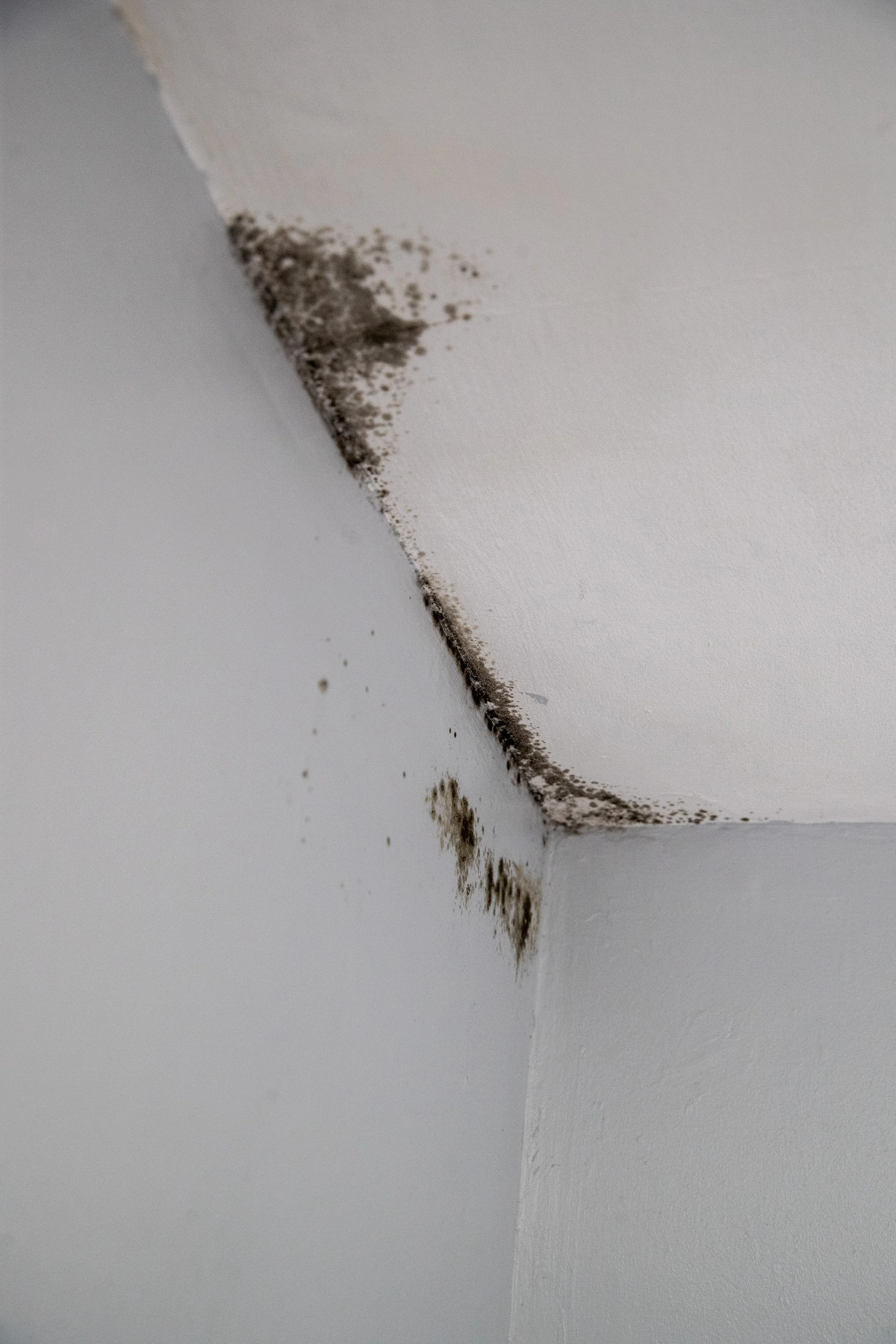 Mold growth and water damage on the corner of a white ceiling and wall.