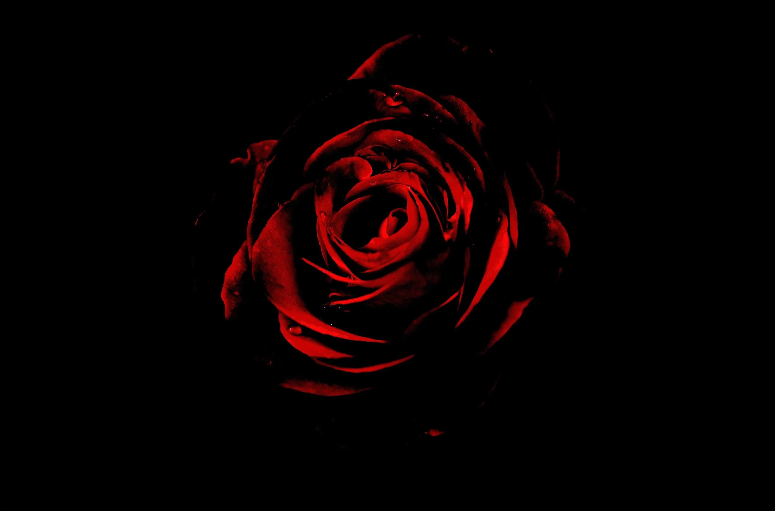 My Rose.jpg